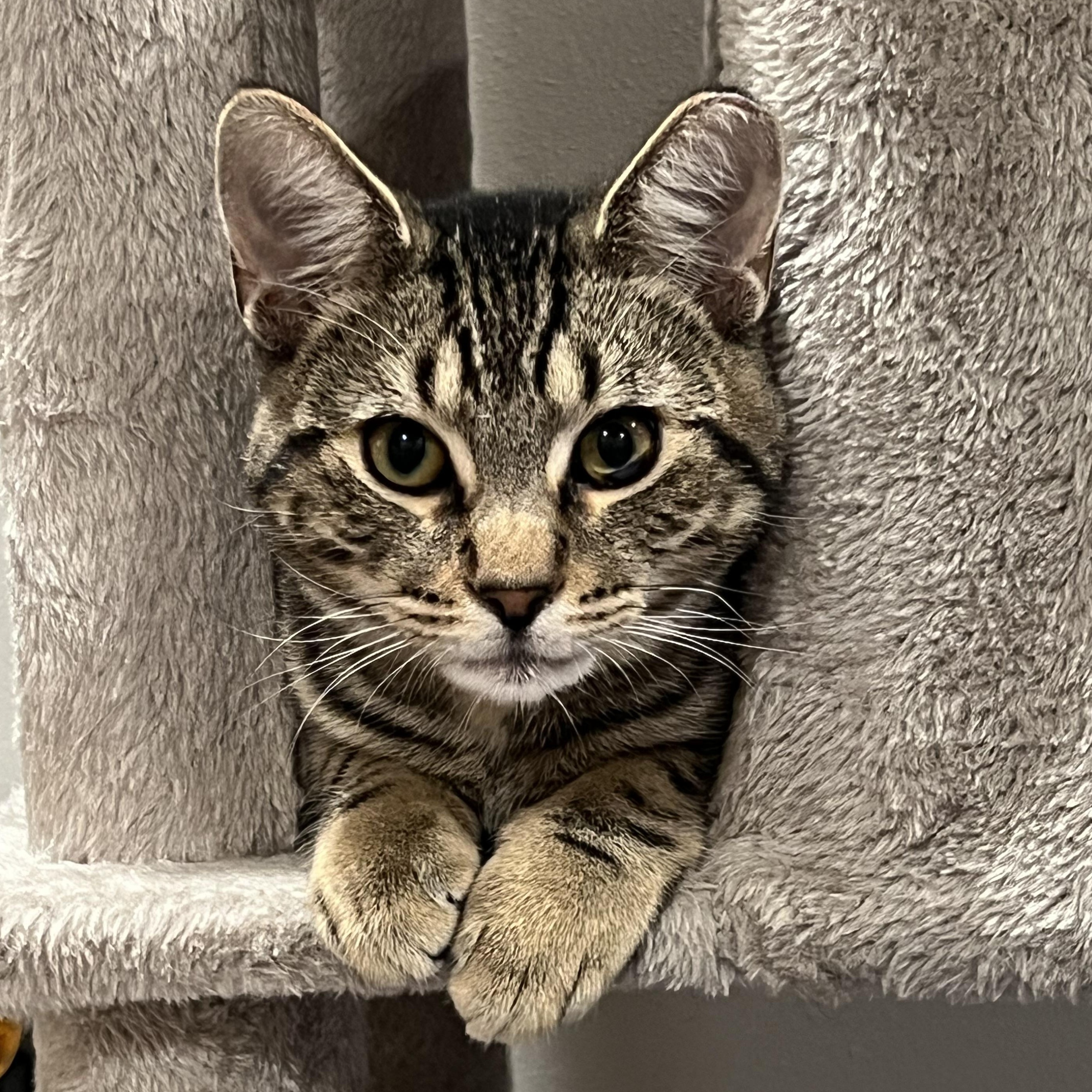 Mr. Tomcat, a Adoptable Domestic Short Hair in Port Washington, WI image 2/6