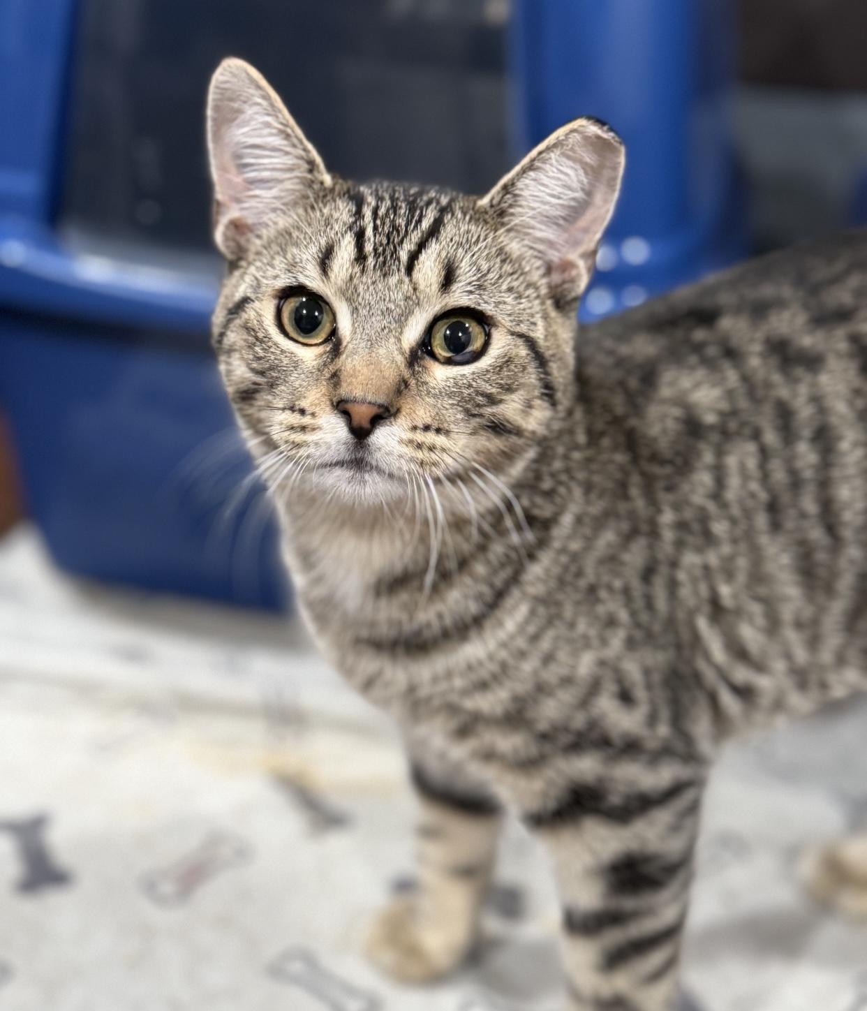 Mr. Tomcat, a Adoptable Domestic Short Hair in Port Washington, WI image 5/6