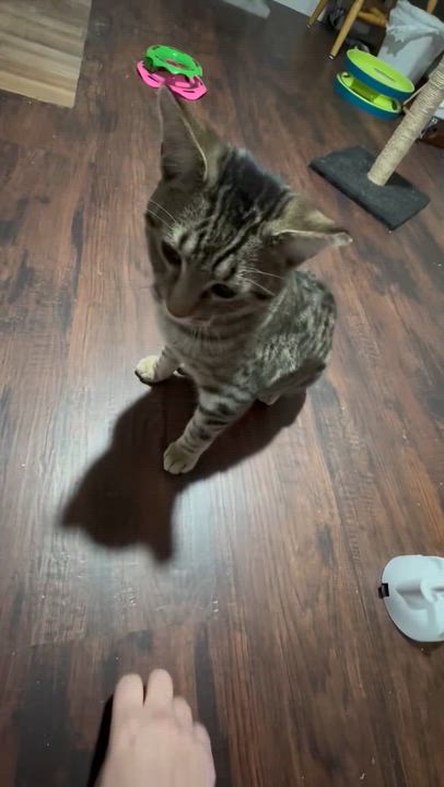 Enlarge Mr. Tomcat, a Adoptable Domestic Short Hair in Port Washington, WI video 6/6