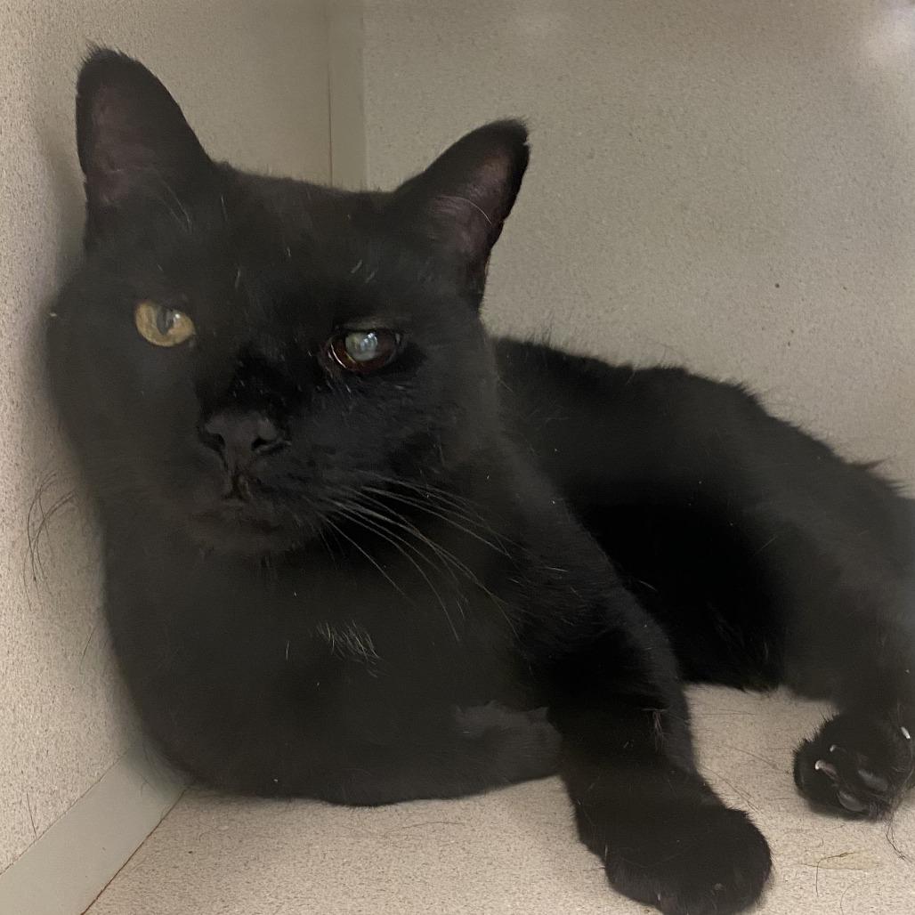Enlarge Halo, a Adoptable Domestic Short Hair in Hudson, NY image 1/1