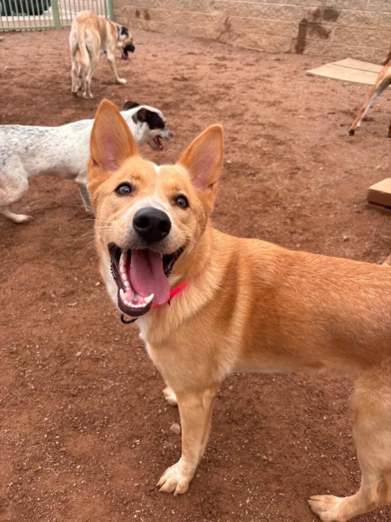 Penny, Adoptable, Adult Female Mixed Breed.