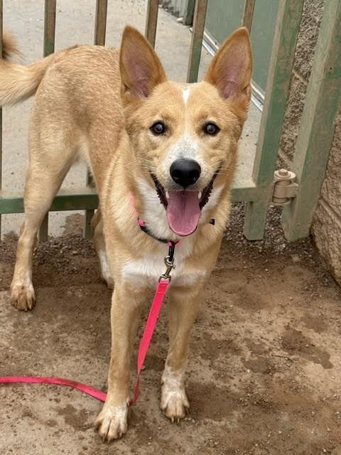 Enlarge Penny, a Adoptable Mixed Breed in Hobbs, NM image 2/5