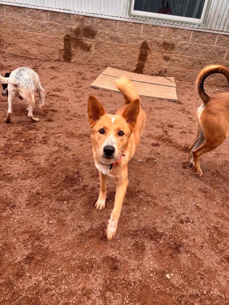 Enlarge Penny, a Adoptable Mixed Breed in Hobbs, NM image 3/5