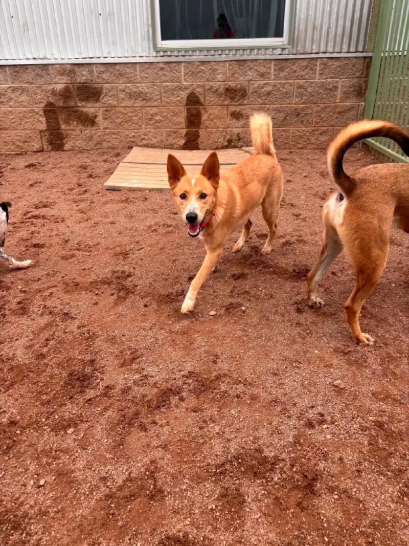 Enlarge Penny, a Adoptable Mixed Breed in Hobbs, NM image 4/5