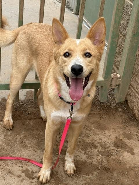 Enlarge Penny, a Adoptable Mixed Breed in Hobbs, NM image 5/5