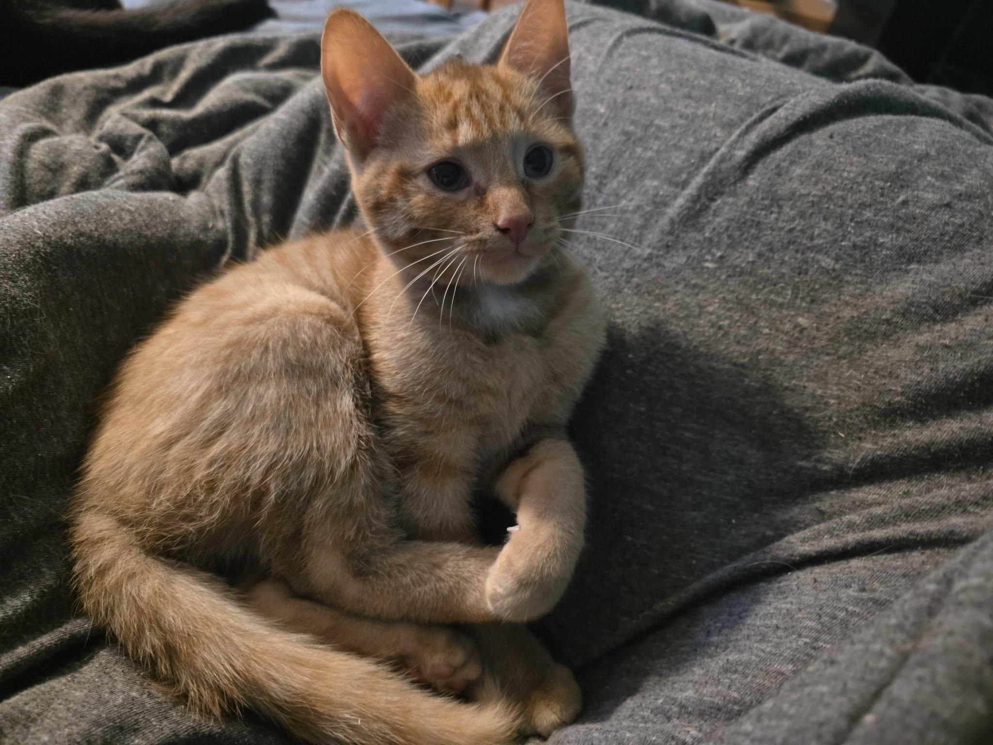 Hans, an adopted Domestic Short Hair in Spencerville, ON image 5/5