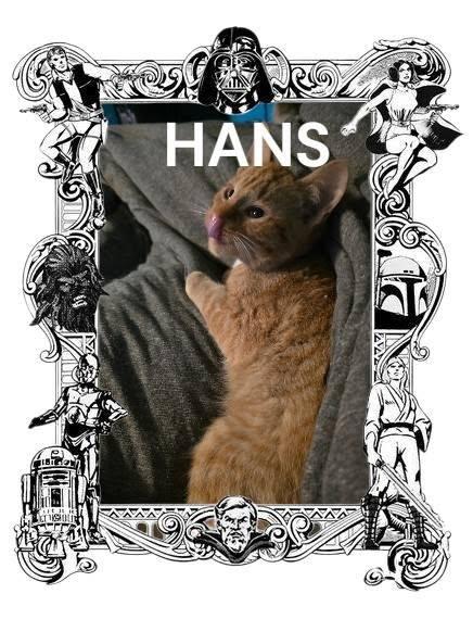 Hans, an adopted Domestic Short Hair in Spencerville, ON image 2/5