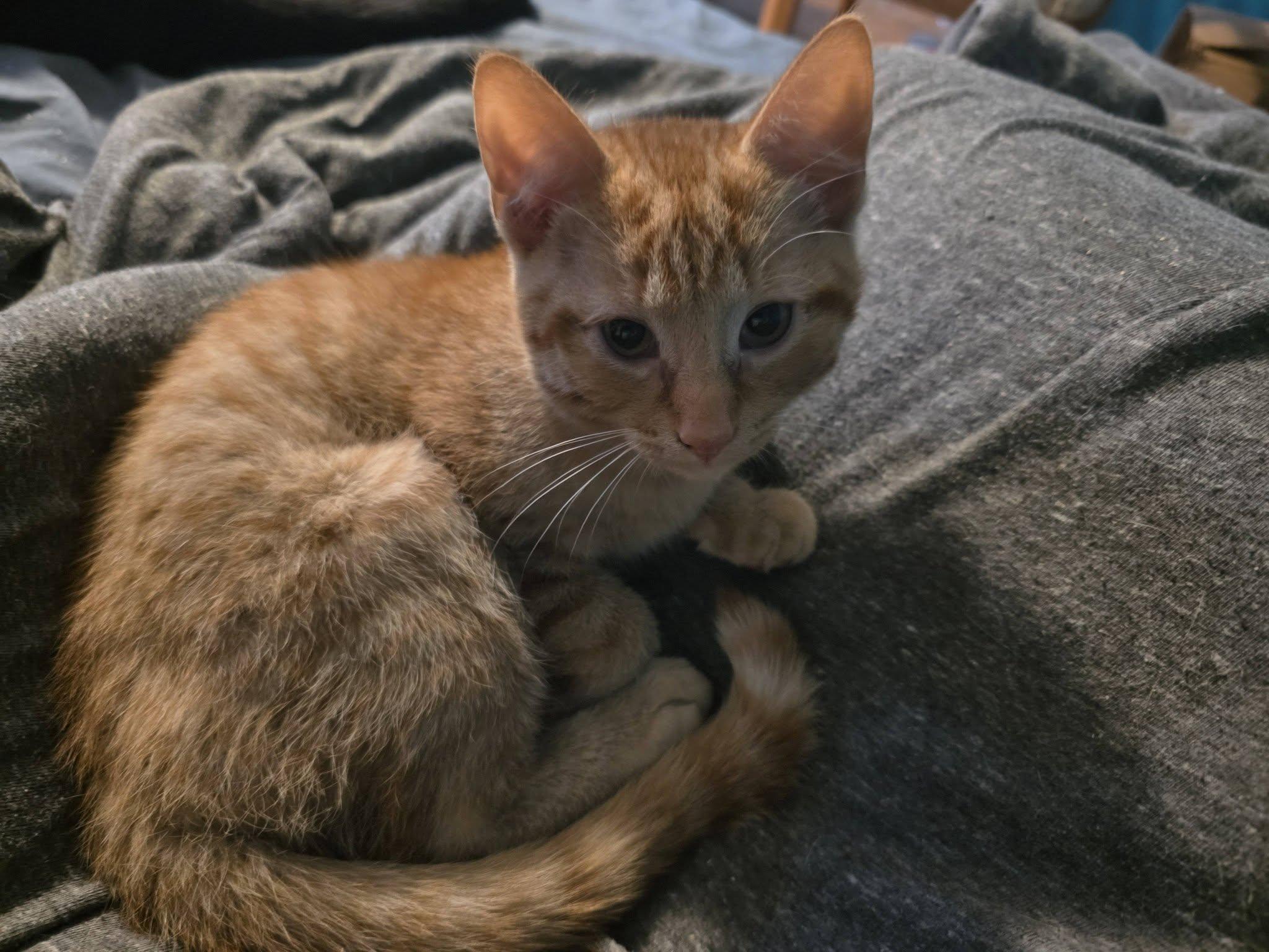 Hans, an adopted Domestic Short Hair in Spencerville, ON image 3/5