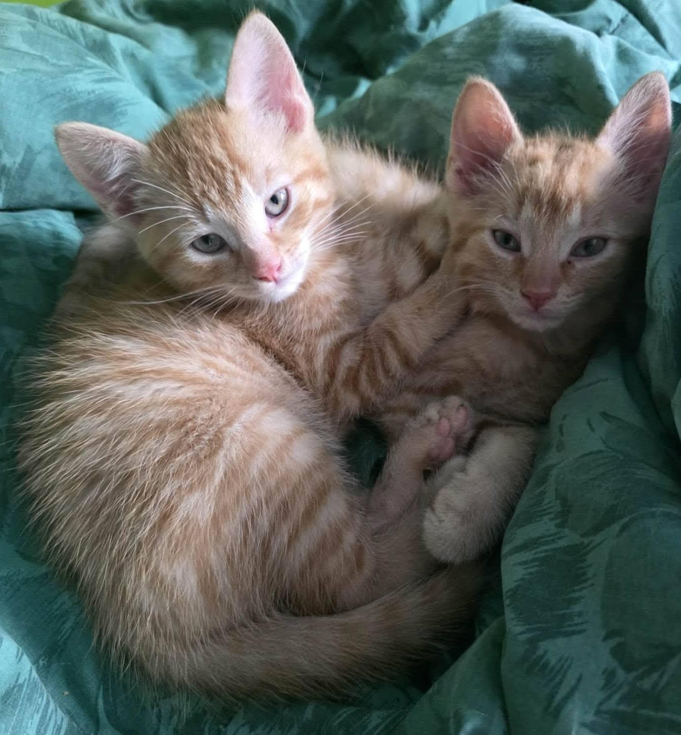Hans, adopted, Young Male Domestic Short Hair.
