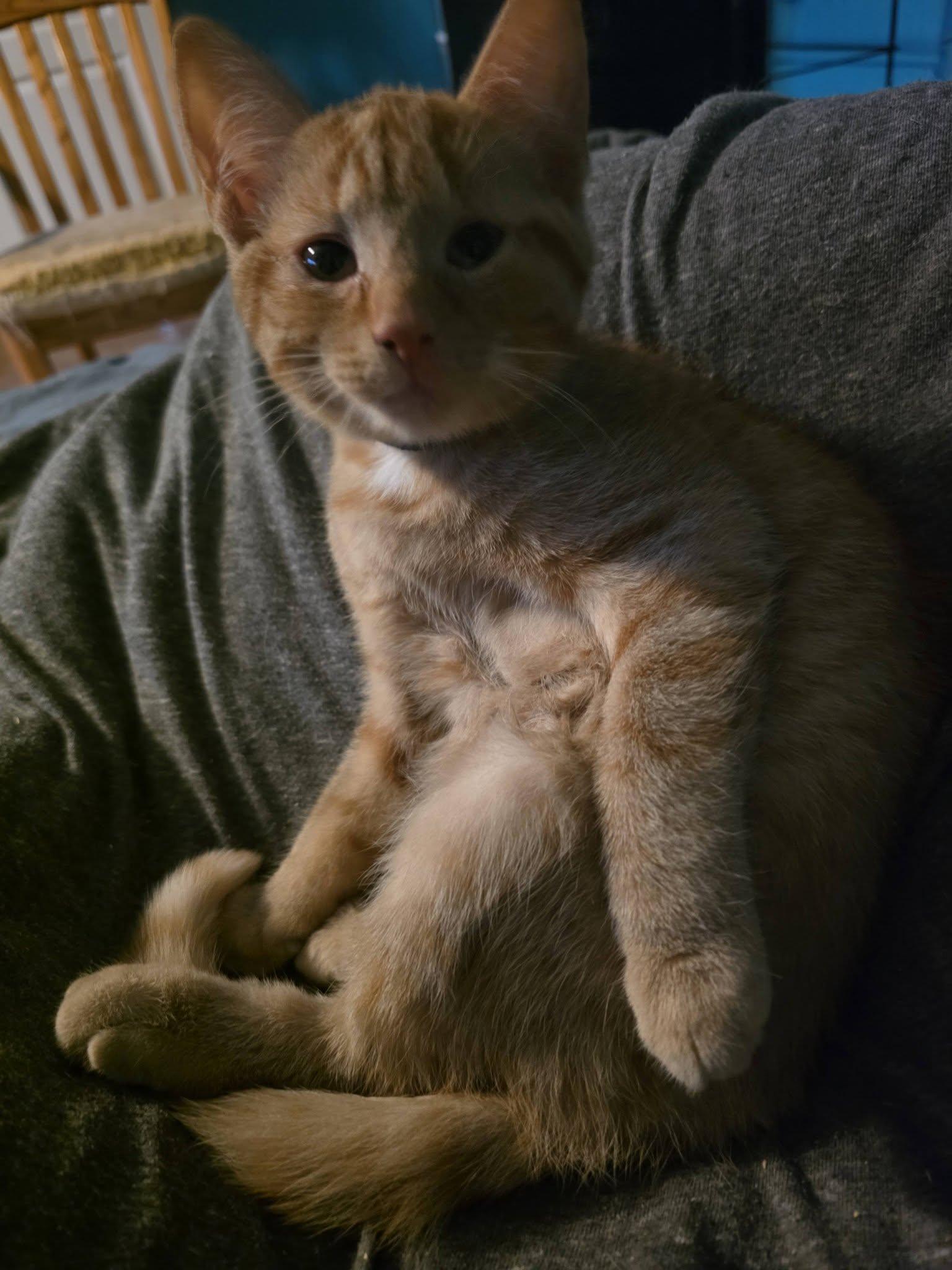 Hans, an adopted Domestic Short Hair in Spencerville, ON image 4/5