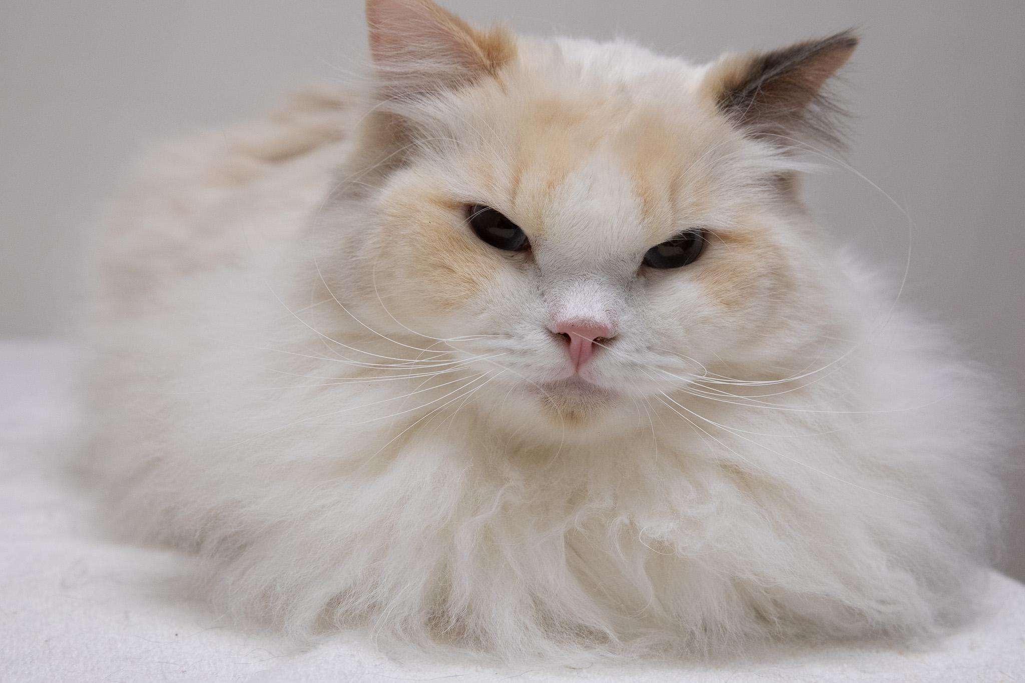 Periwinkle, an adopted Ragdoll in Montclair, NJ image 3/6