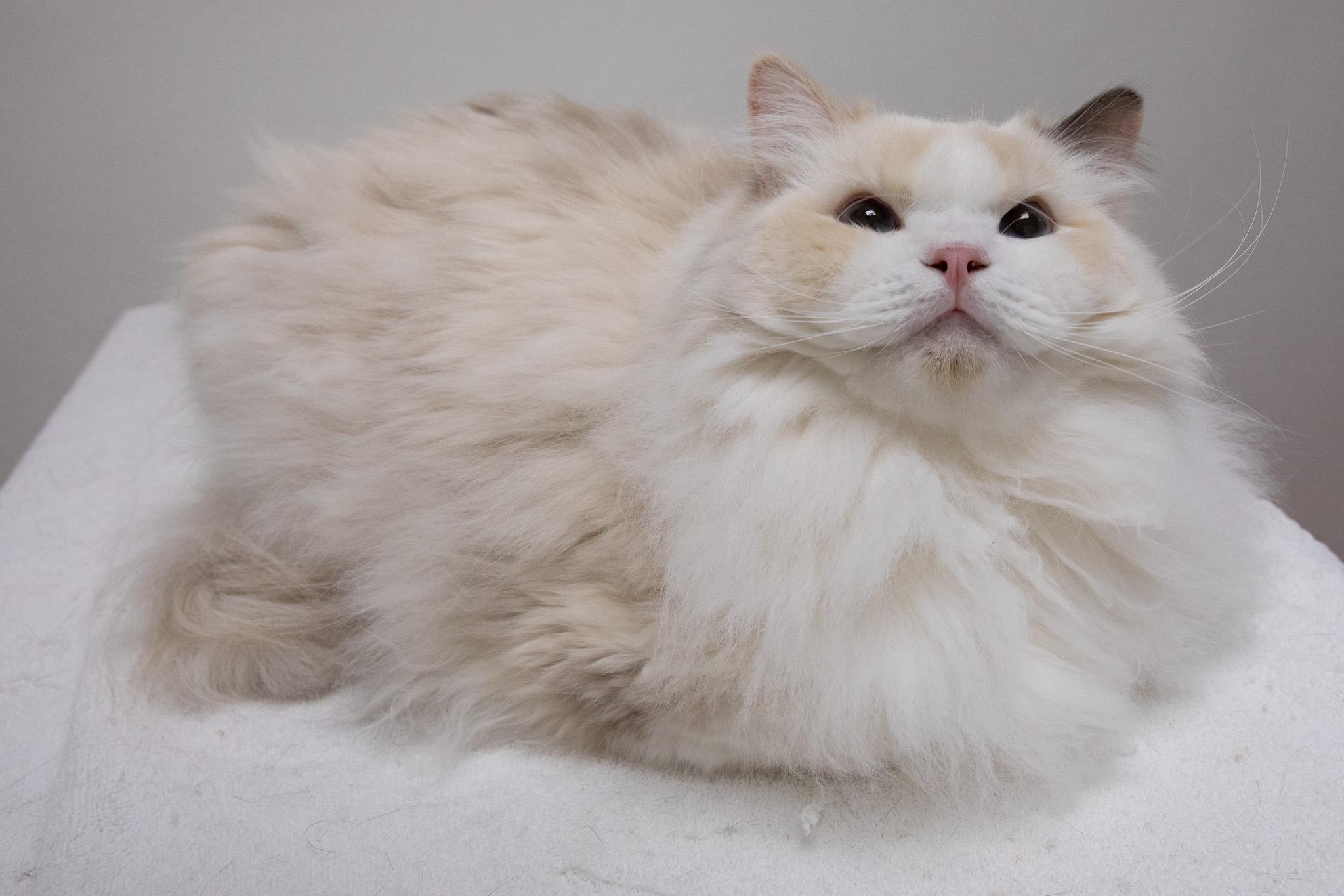 Periwinkle, an adopted Ragdoll in Montclair, NJ image 4/6