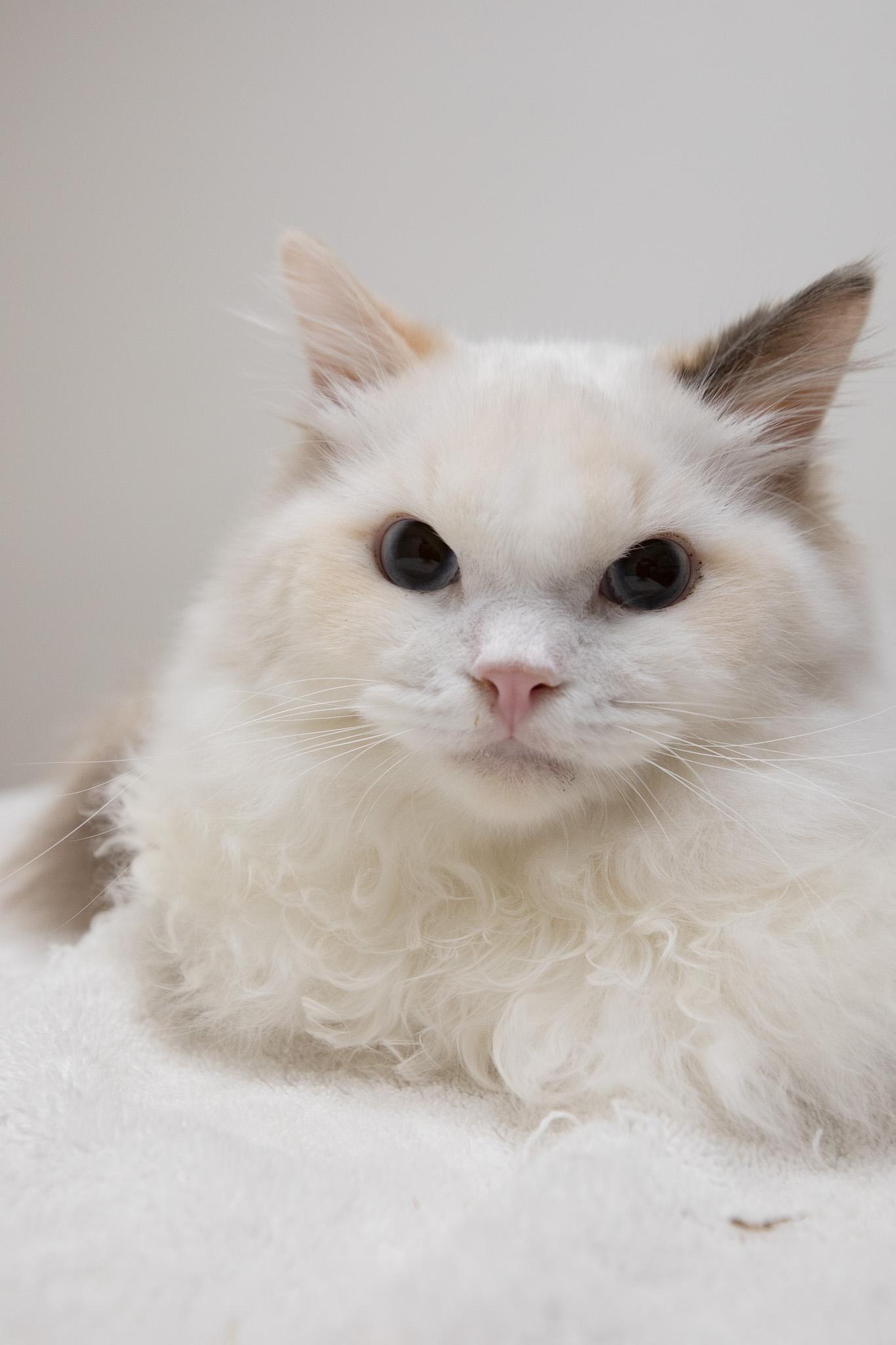 Periwinkle, adopted, Adult Female Ragdoll.