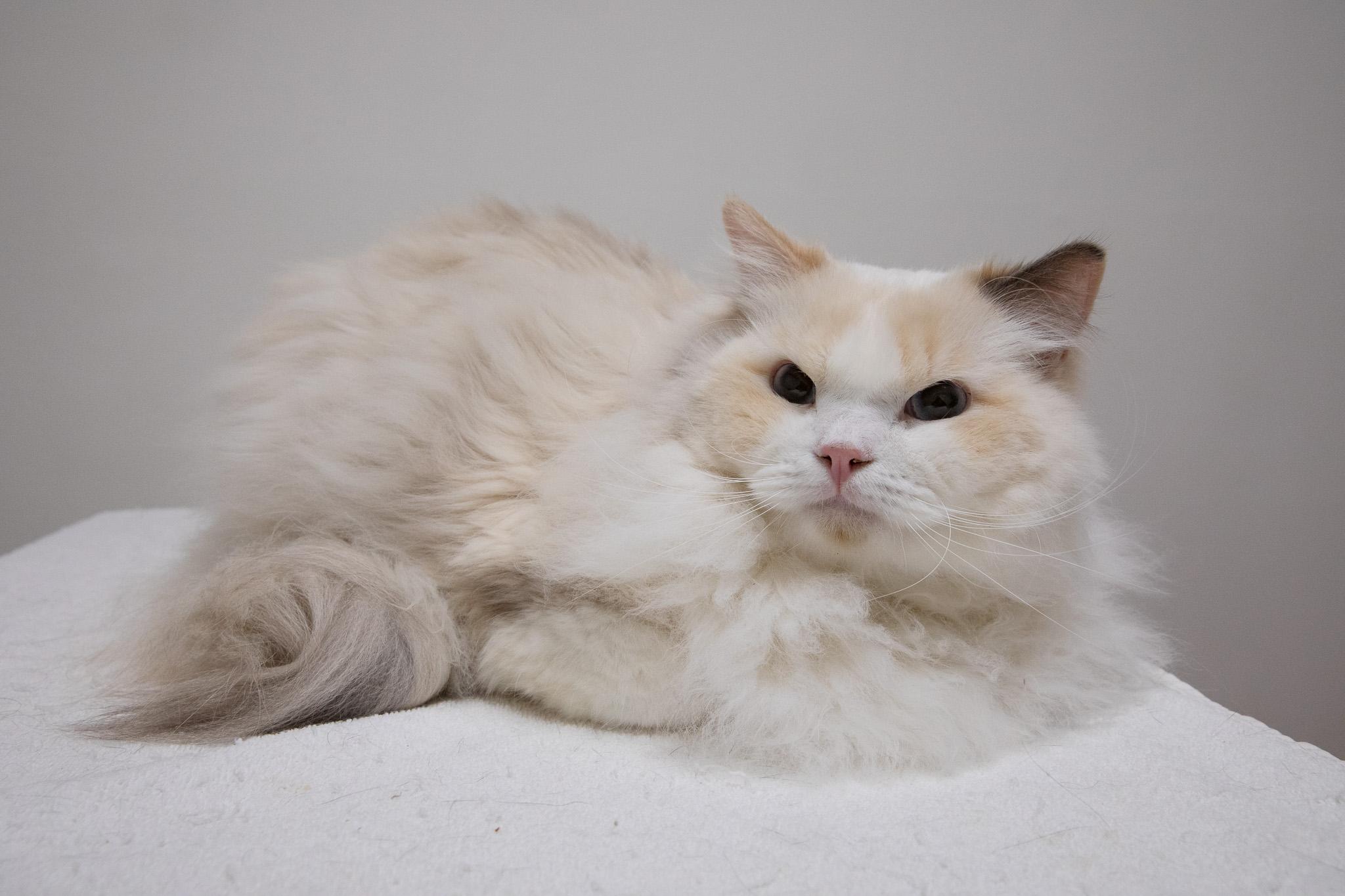 Periwinkle, an adopted Ragdoll in Montclair, NJ image 6/6