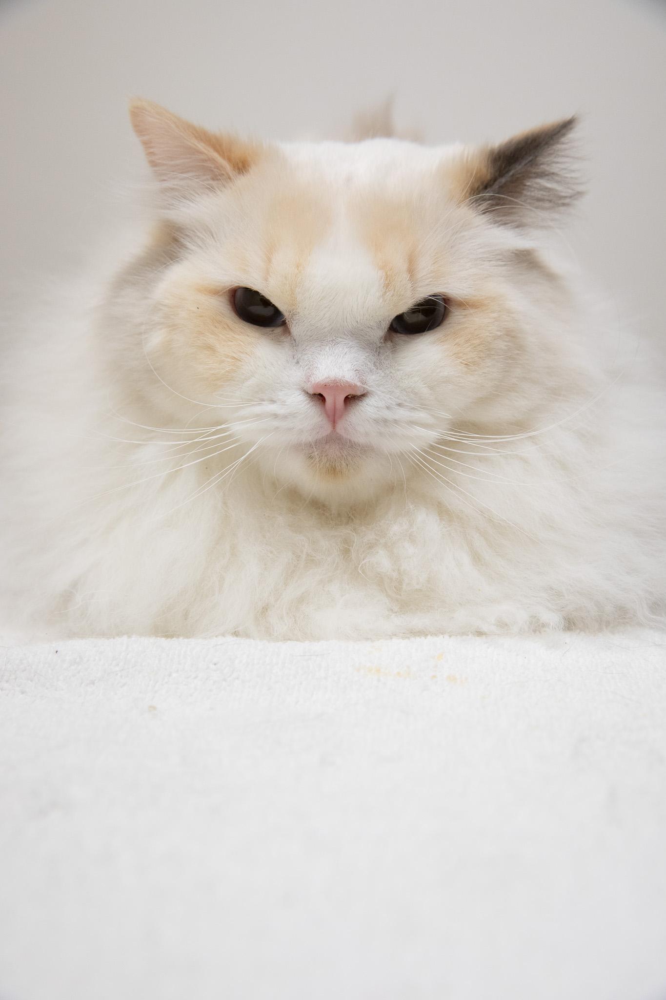 Periwinkle, an adopted Ragdoll in Montclair, NJ image 2/6