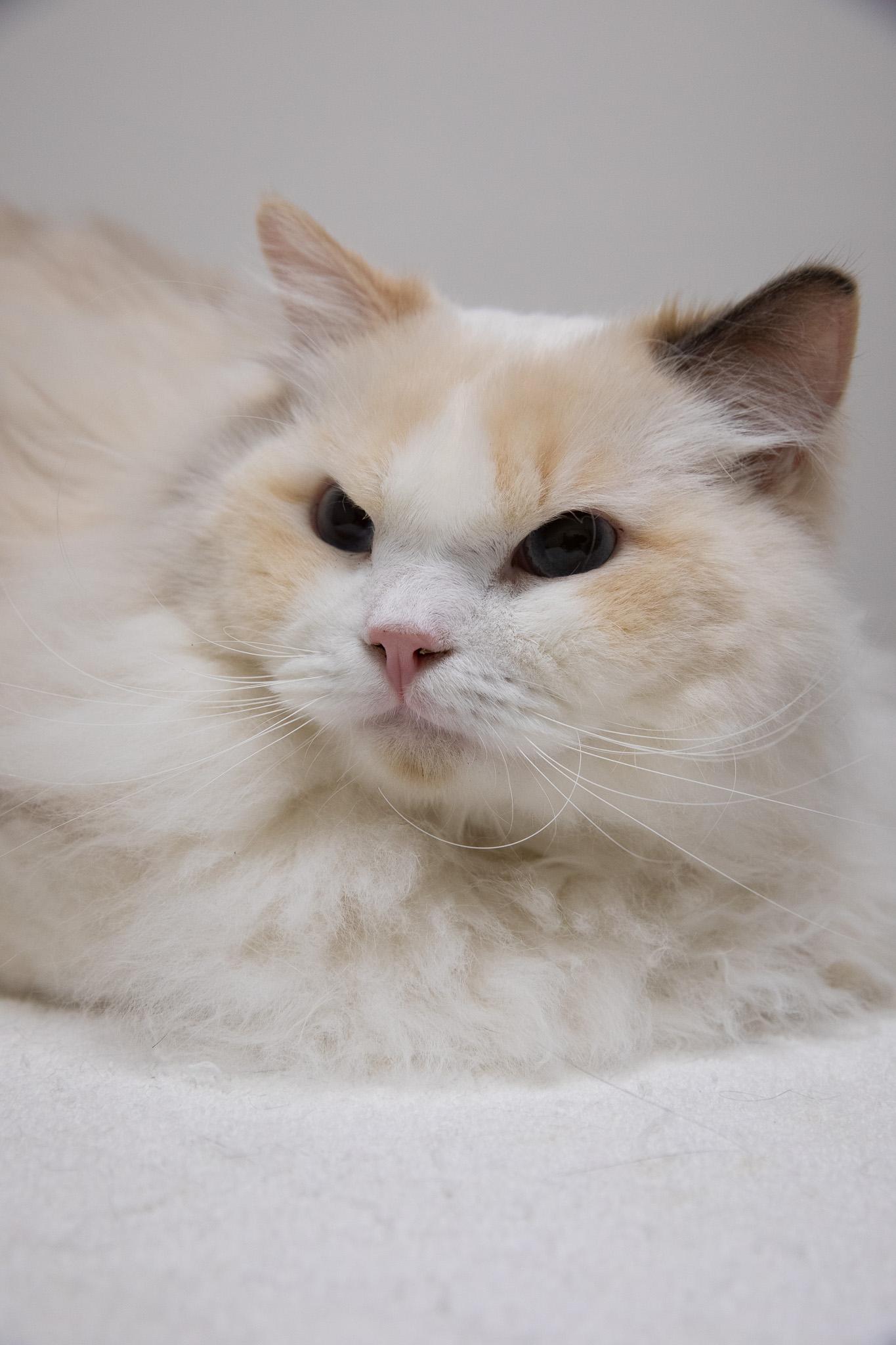 Periwinkle, an adopted Ragdoll in Montclair, NJ image 5/6