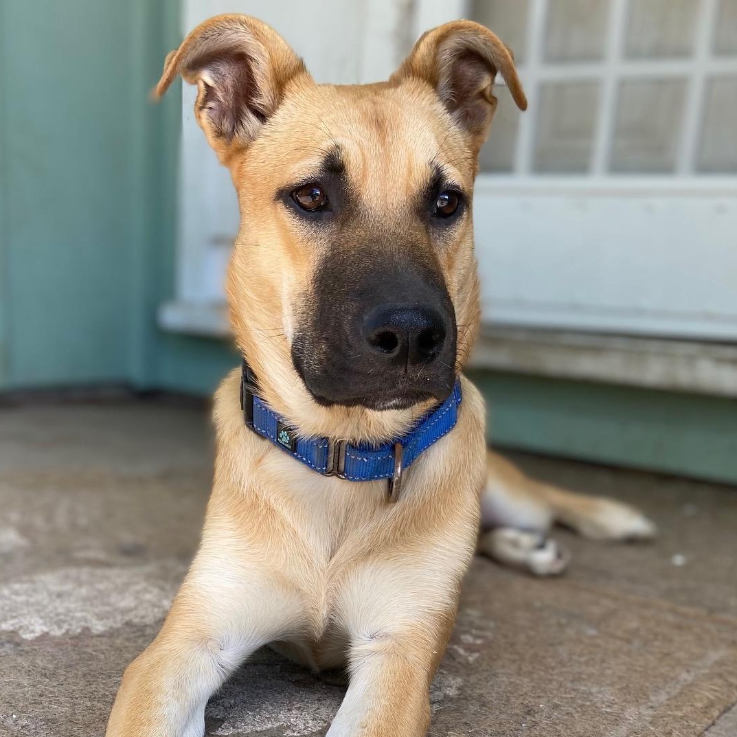 Enlarge Lianna, a Adoptable German Shepherd Dog in Petaluma, CA image 3/6
