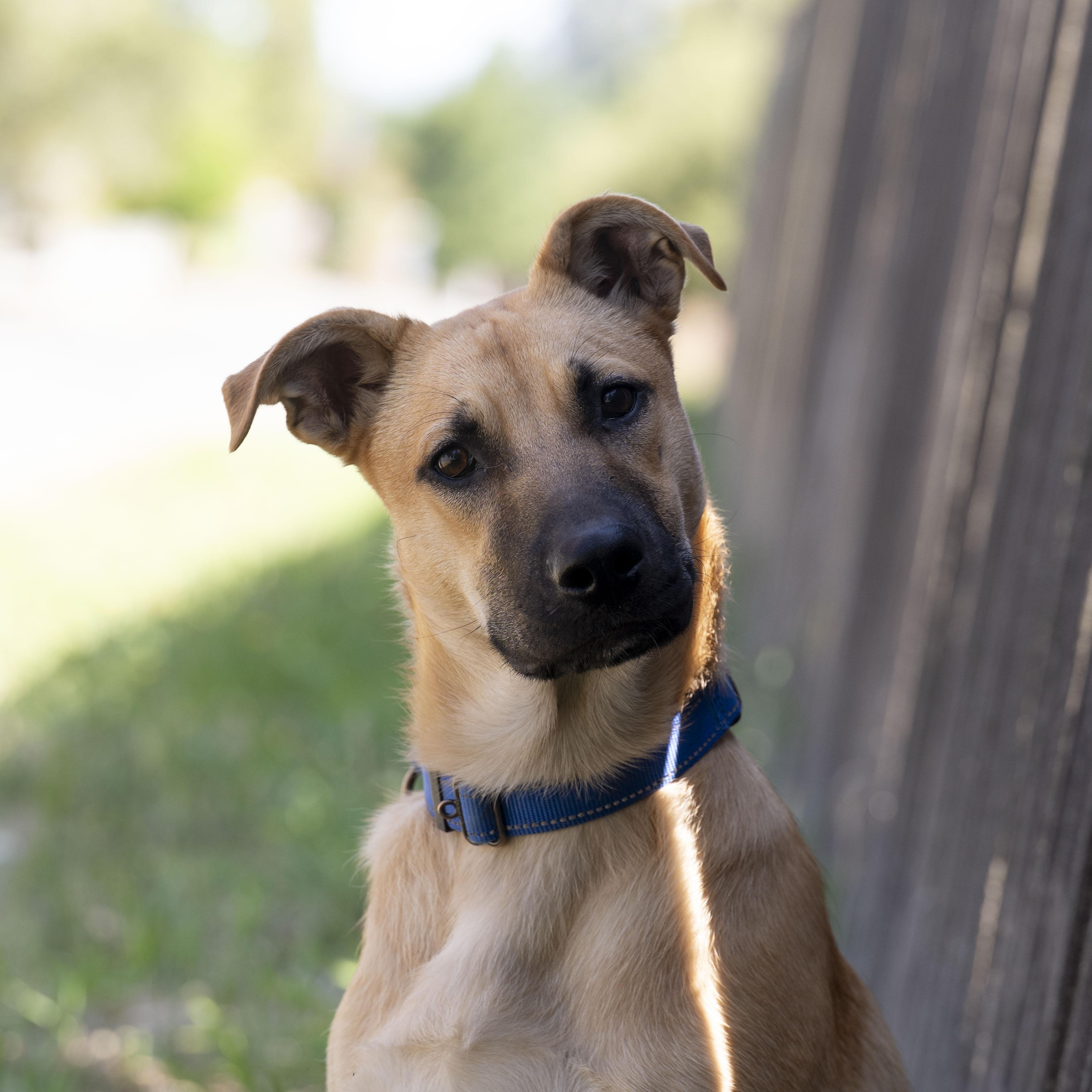 Lianna, Adoptable, Puppy Female German Shepherd Dog.