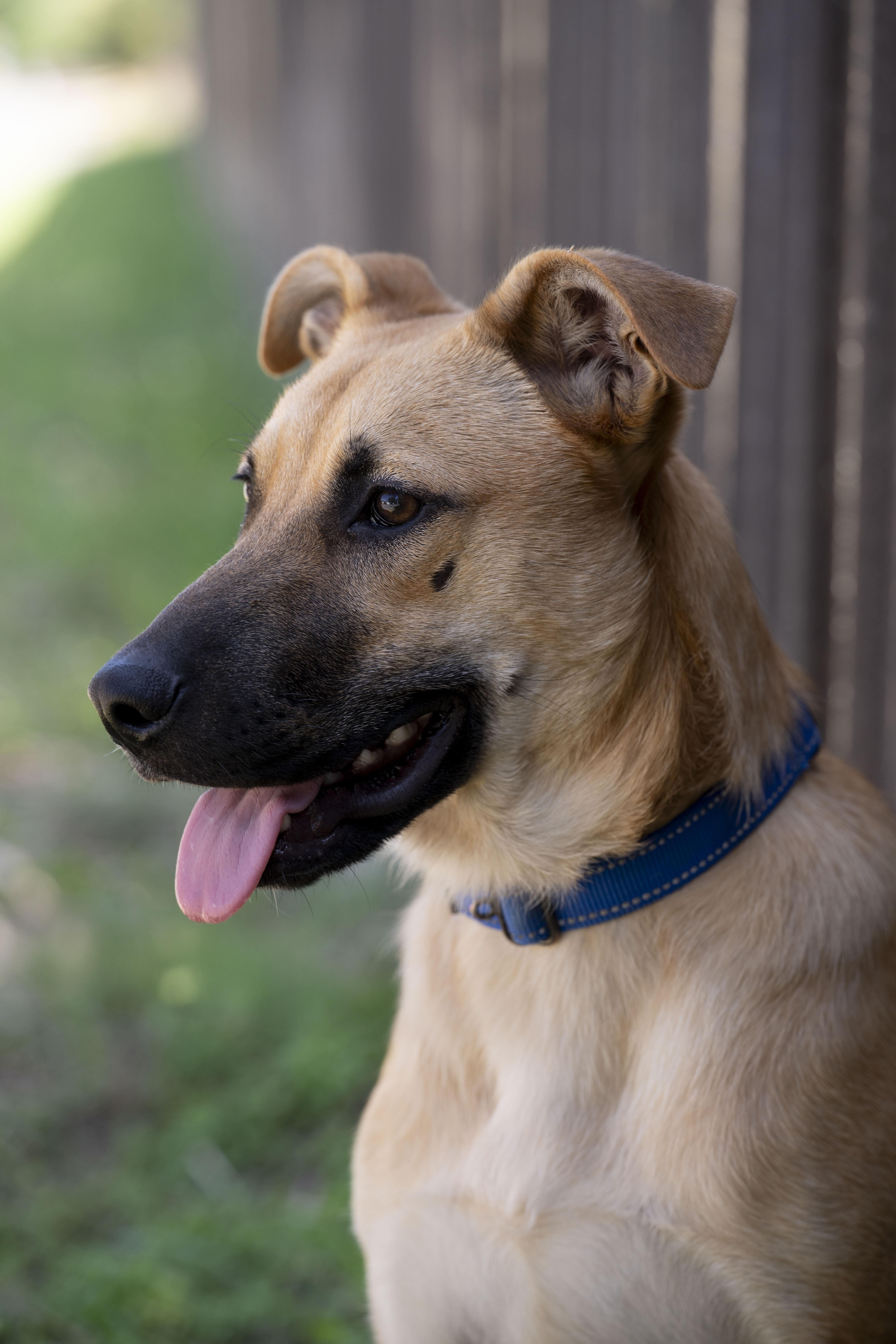 Enlarge Lianna, a Adoptable German Shepherd Dog in Petaluma, CA image 2/6