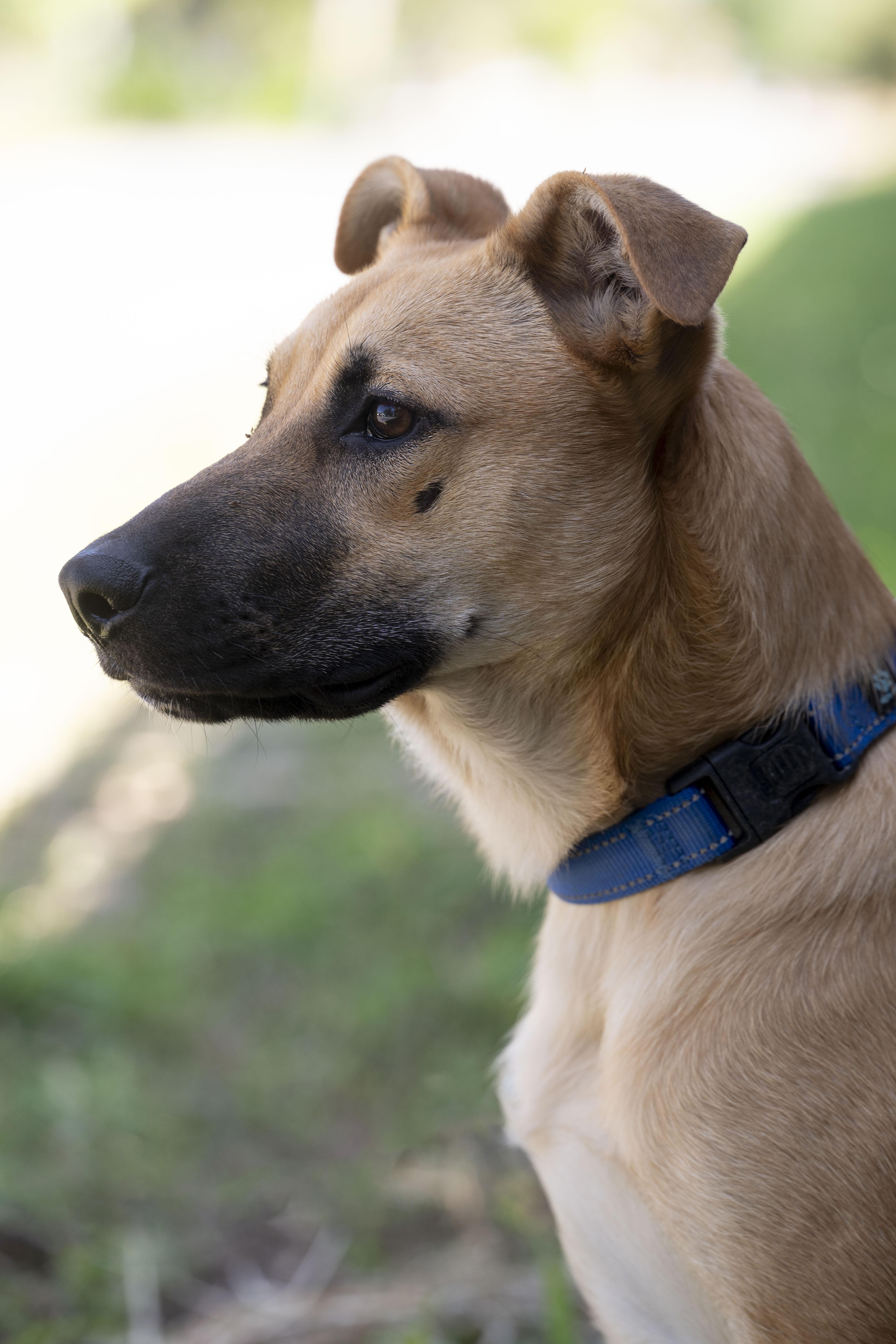 Enlarge Lianna, a Adoptable German Shepherd Dog in Petaluma, CA image 6/6