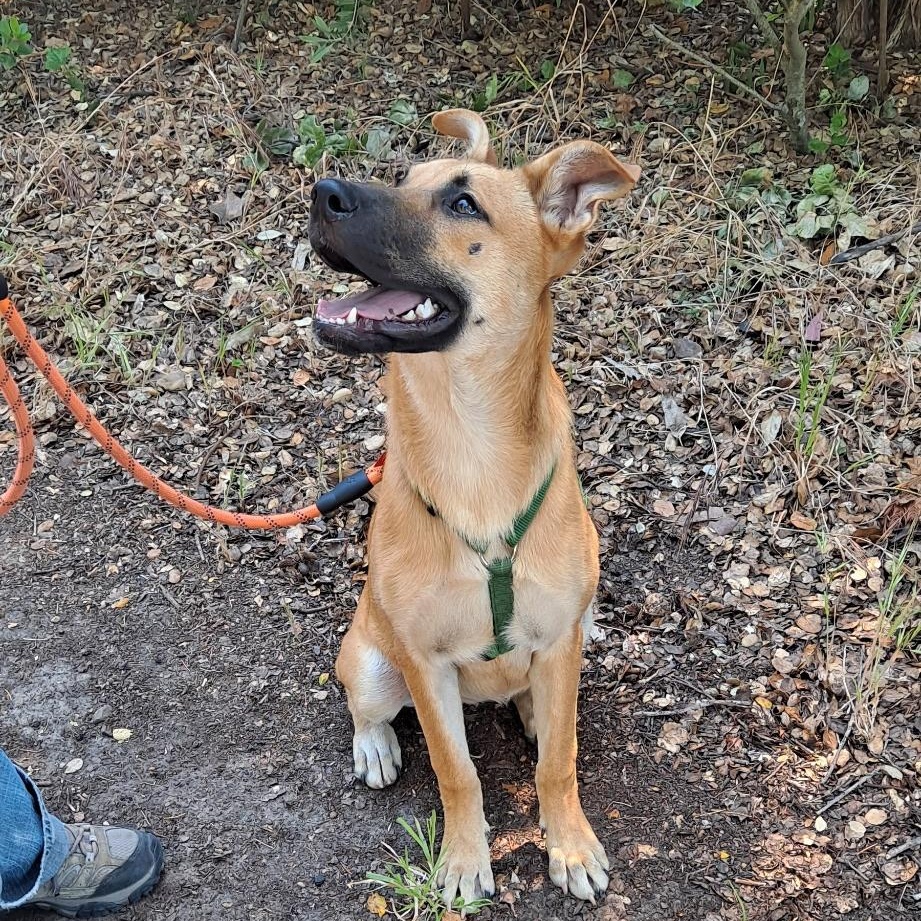 Enlarge Lianna, a Adoptable German Shepherd Dog in Petaluma, CA image 4/6