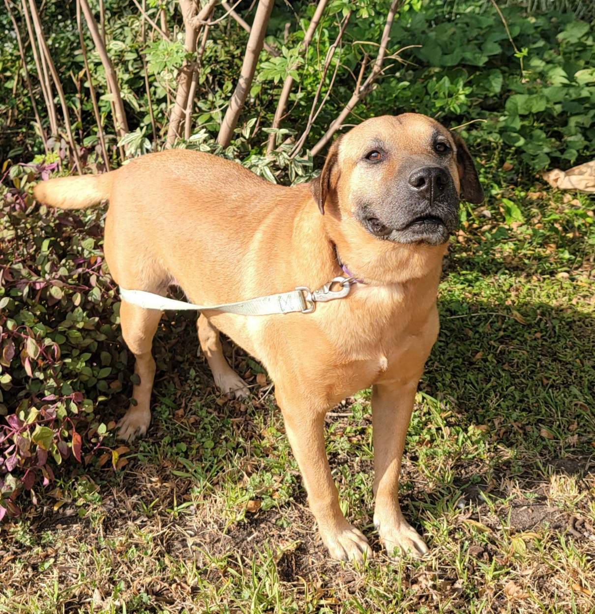 Farah, Adoptable, Adult Female Hound & Golden Retriever.