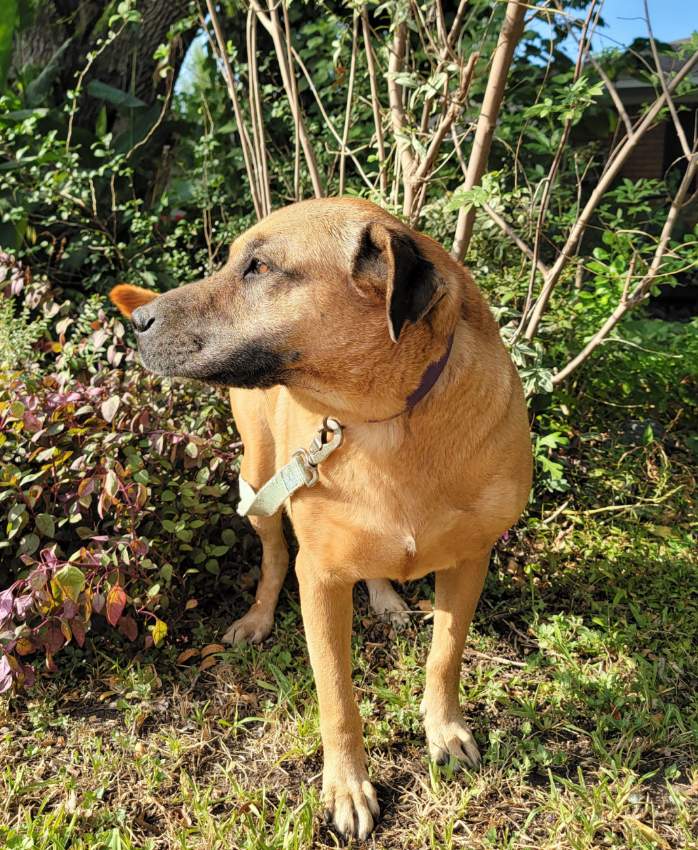 Farah, a Adoptable mixed breed in Spring, TX image 6/6
