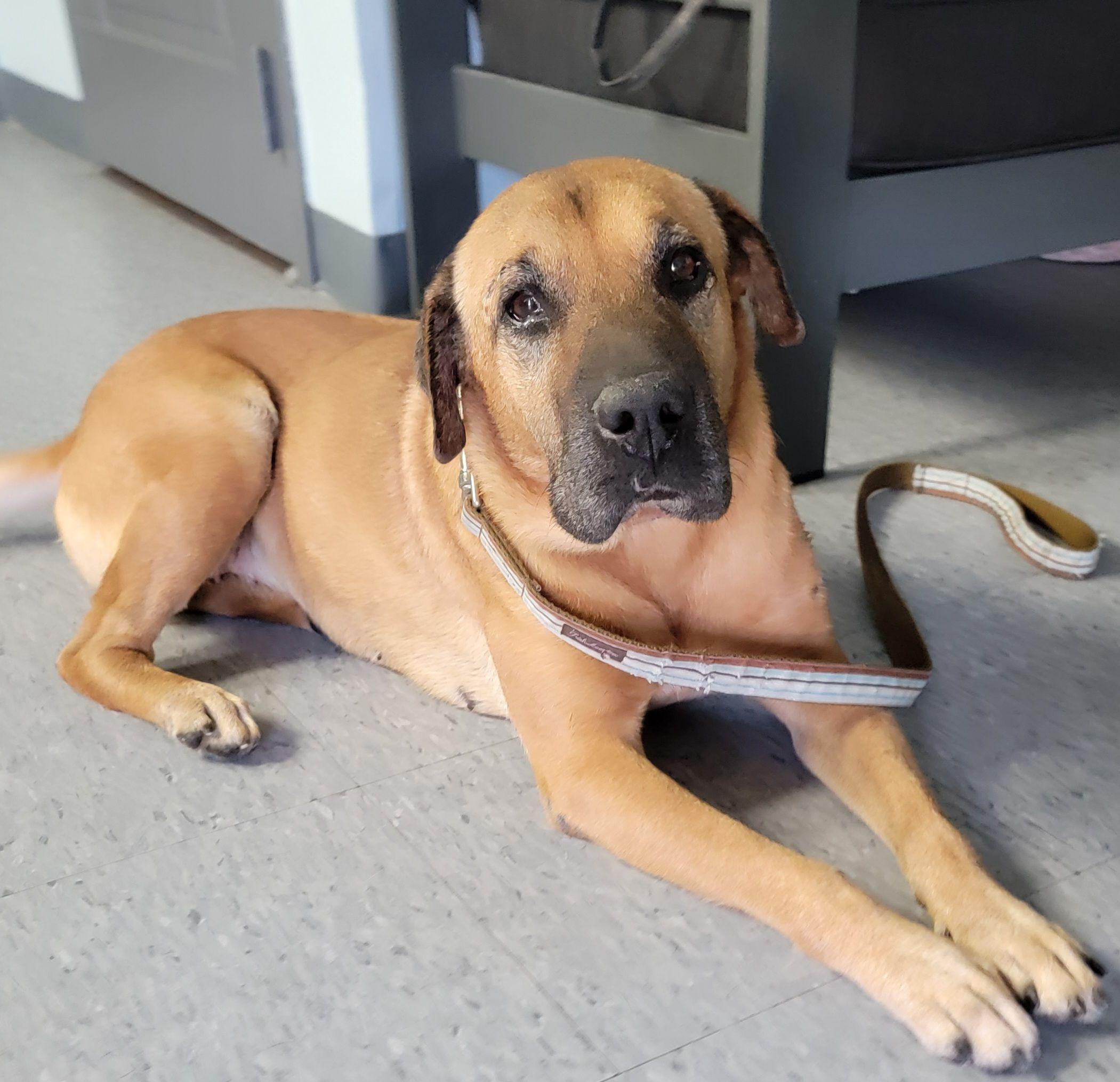 Farah, a Adoptable mixed breed in Spring, TX image 2/6