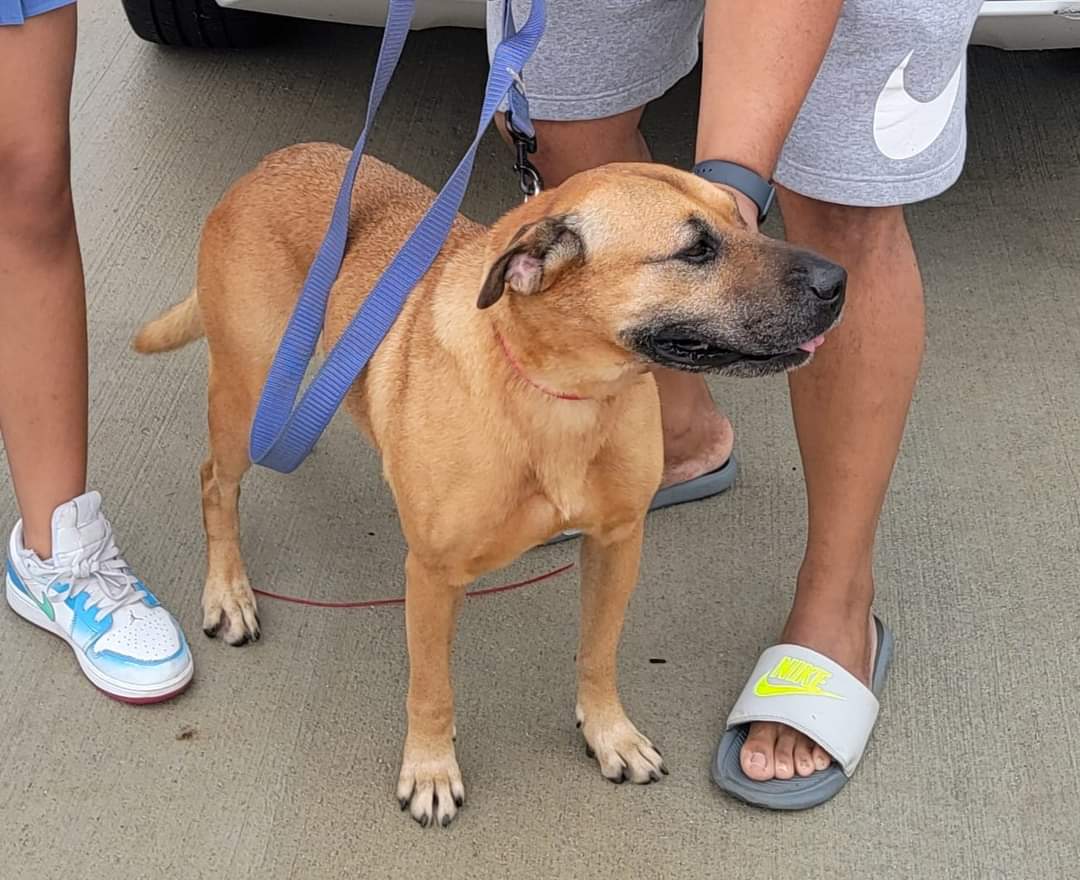 Farah, a Adoptable mixed breed in Spring, TX image 5/6