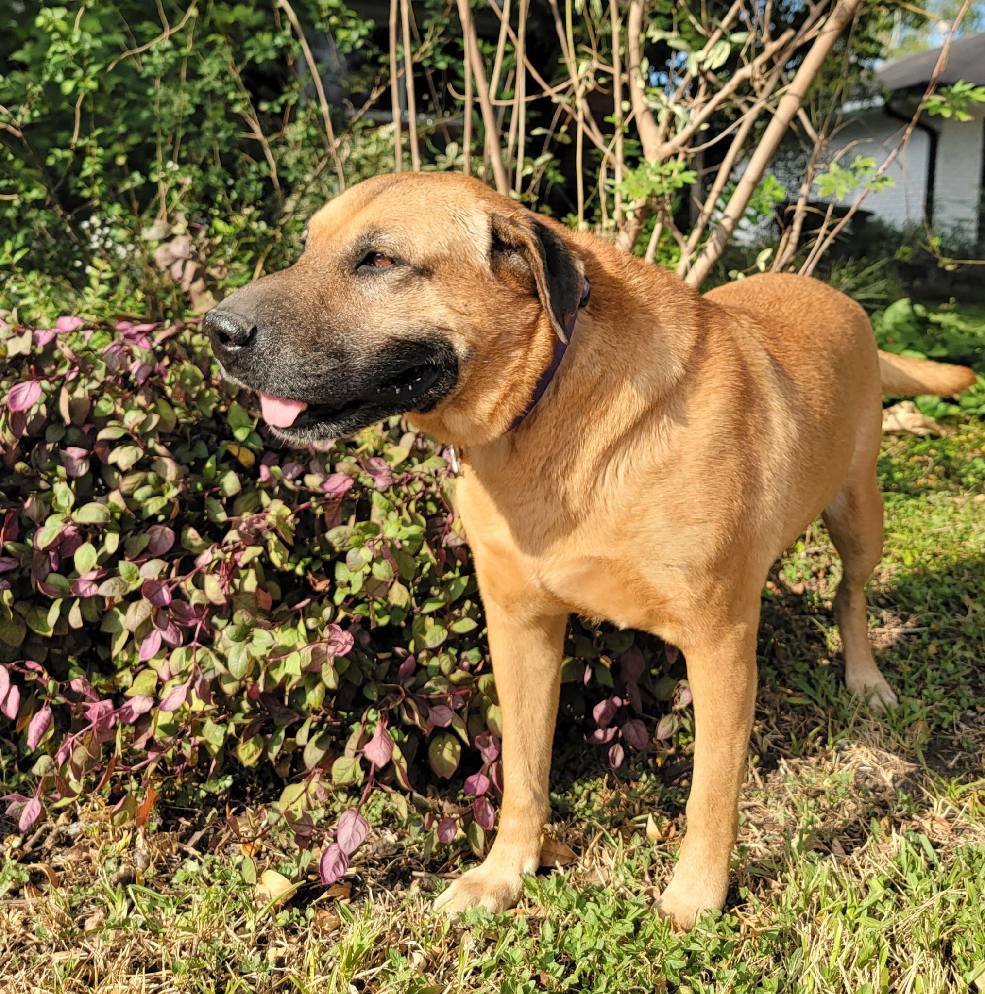 Farah, a Adoptable mixed breed in Spring, TX image 4/6