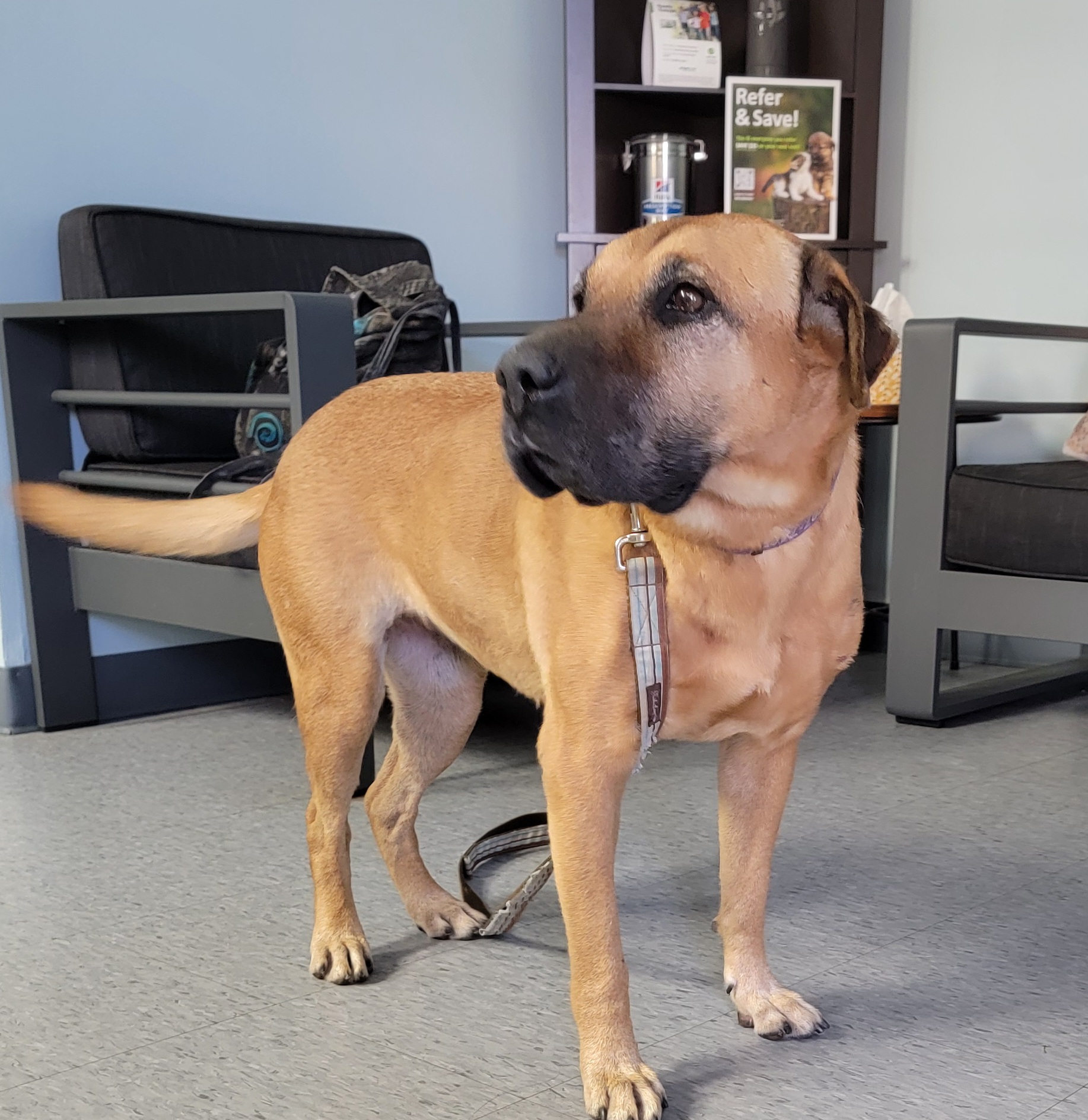 Farah, a Adoptable mixed breed in Spring, TX image 3/6