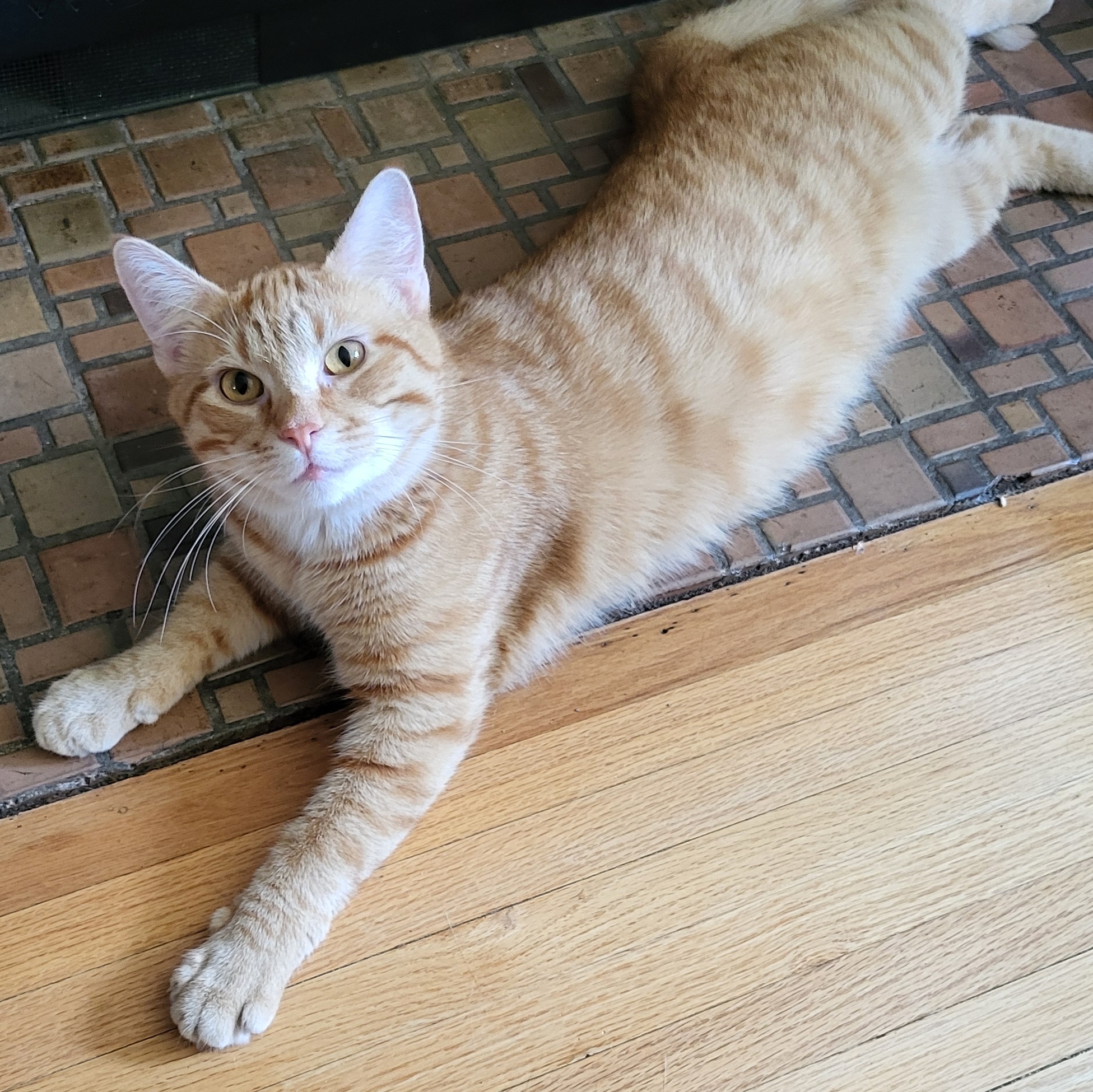 Fritz, a Adoptable Domestic Short Hair in Spring Lake Park, MN image 2/6