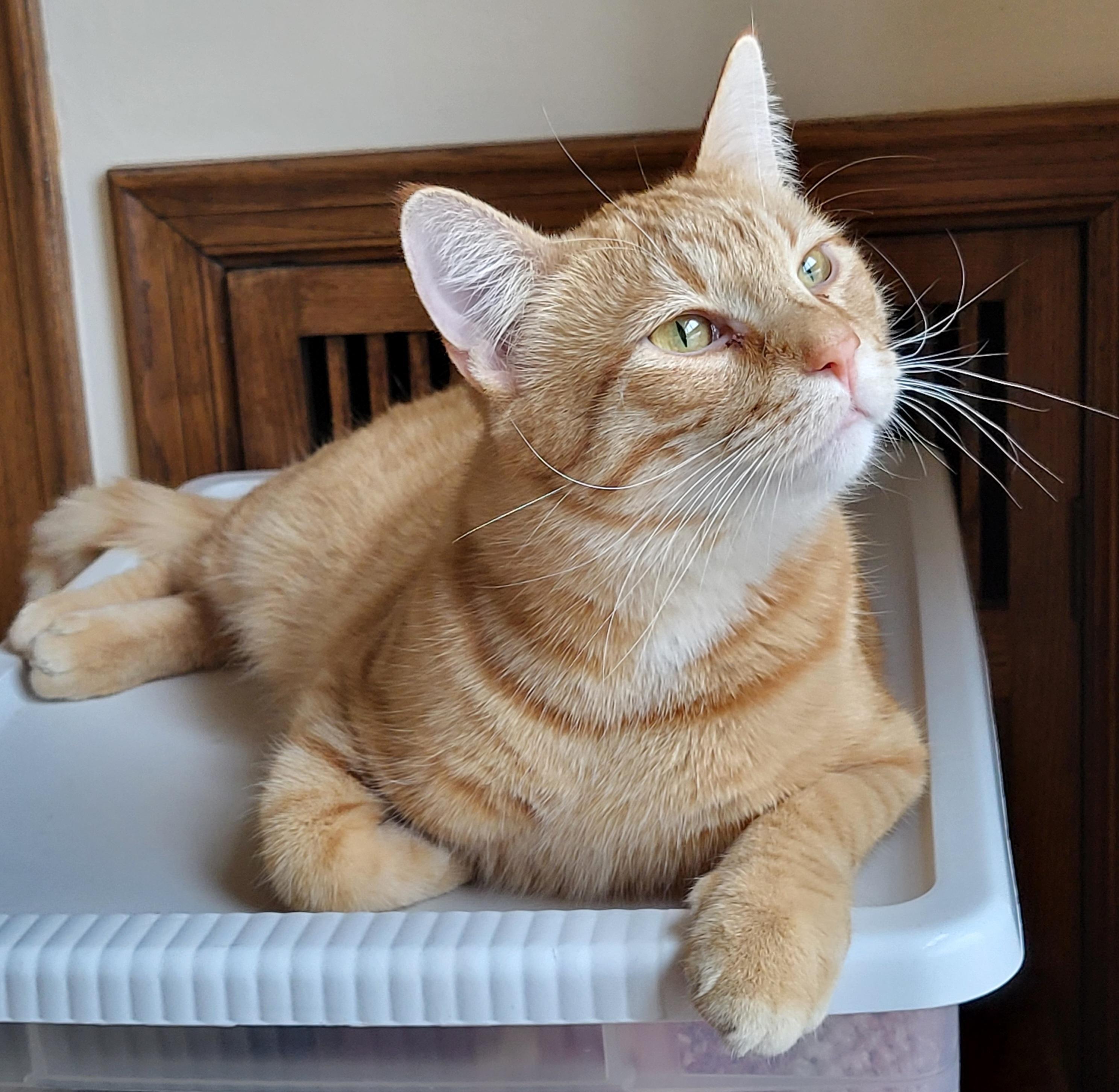 Fritz, a Adoptable Domestic Short Hair in Spring Lake Park, MN image 1/6