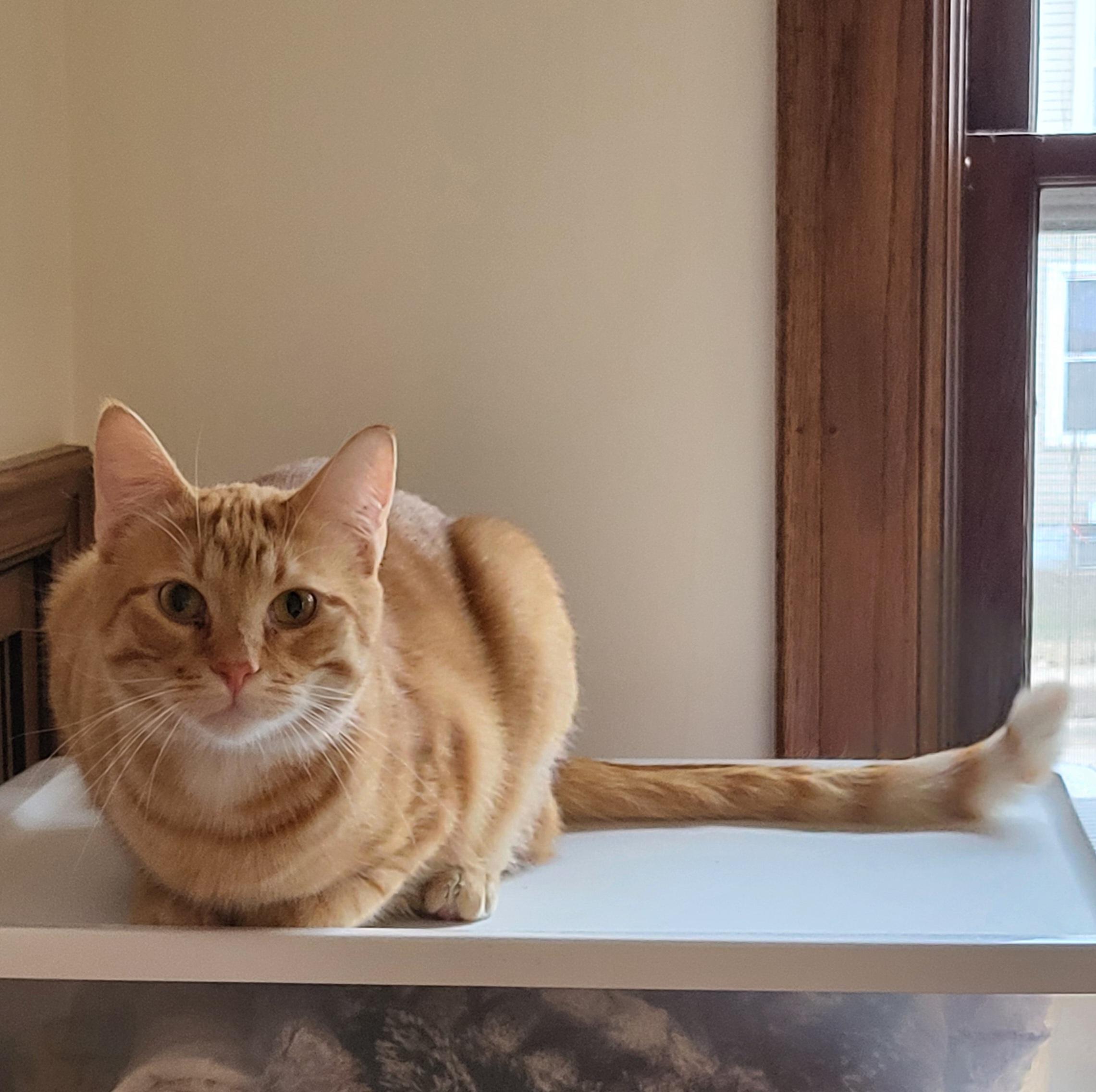 Fritz, a Adoptable Domestic Short Hair in Spring Lake Park, MN image 3/6