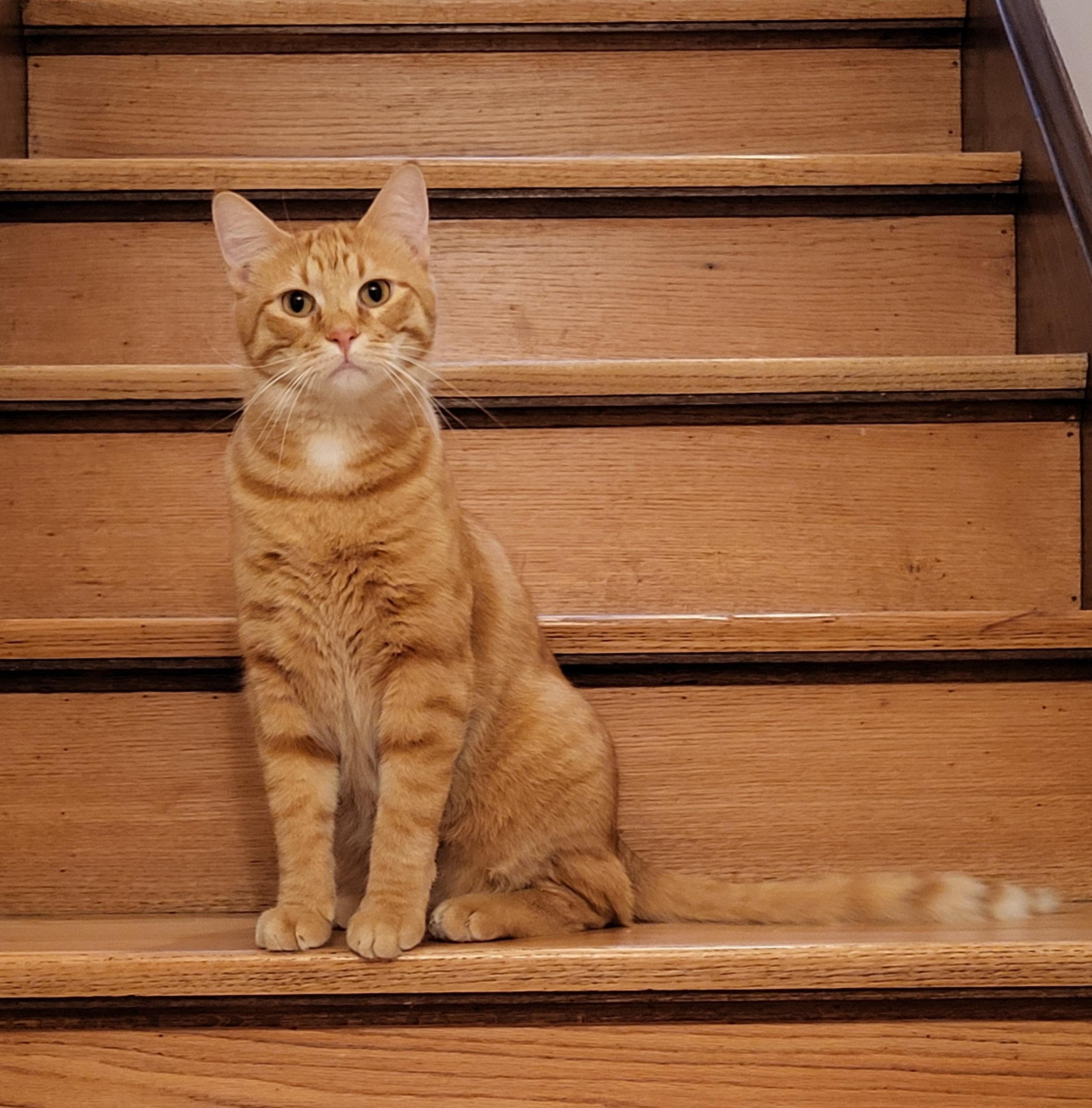 Fritz, a Adoptable Domestic Short Hair in Spring Lake Park, MN image 4/6