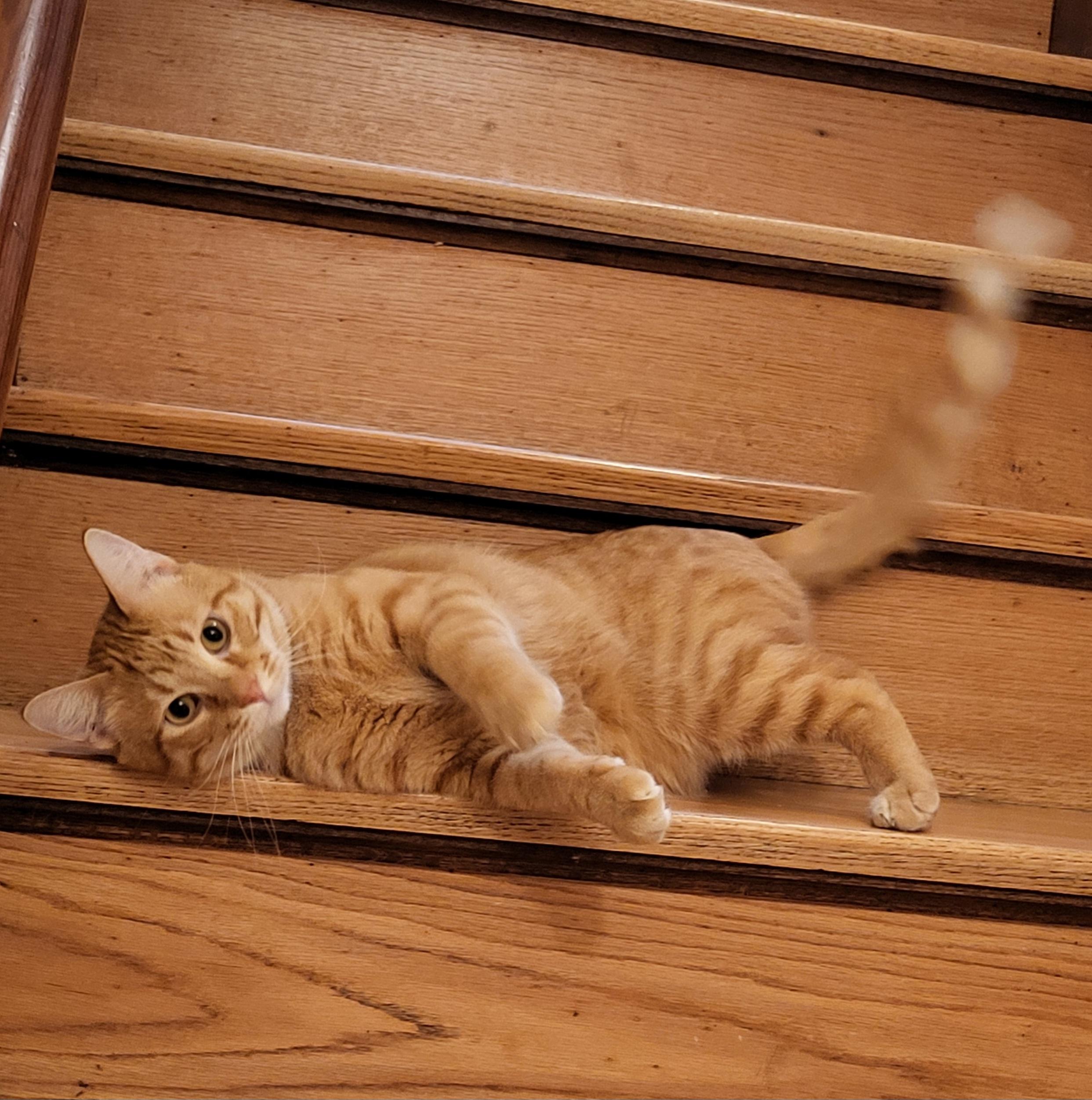 Fritz, a Adoptable Domestic Short Hair in Spring Lake Park, MN image 5/6