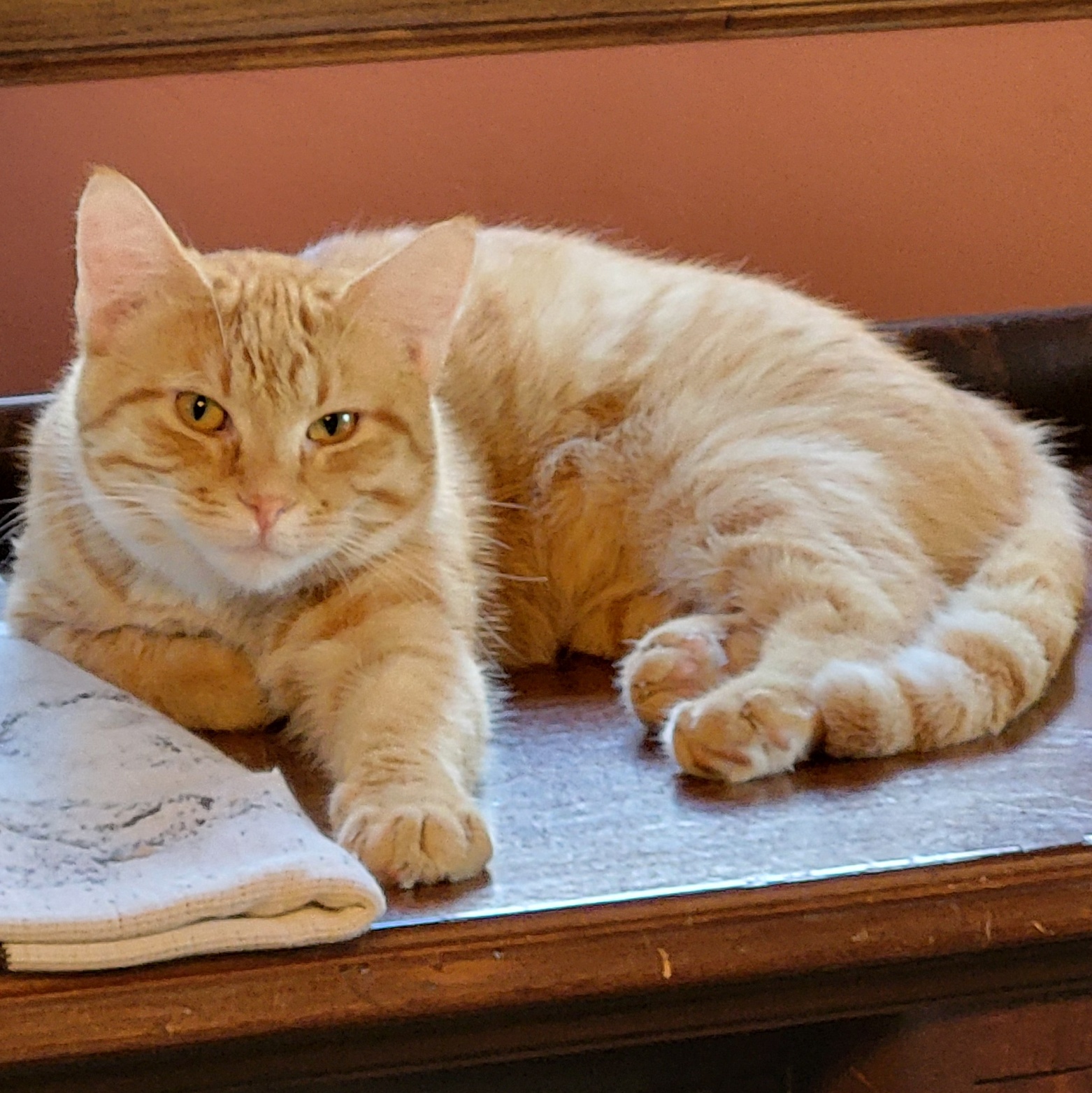 Fritz, a Adoptable Domestic Short Hair in Spring Lake Park, MN image 6/6