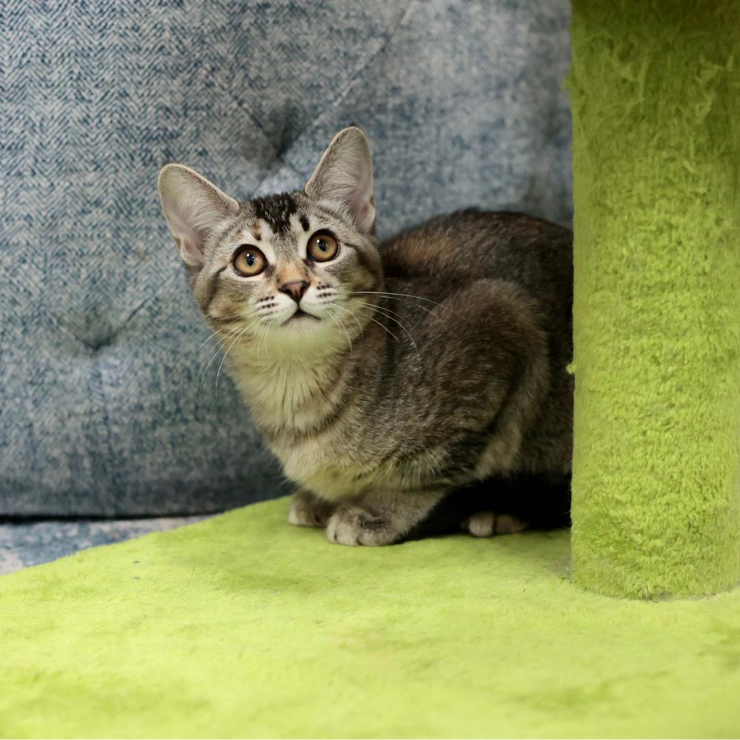 Enlarge Cagney, a Adoptable mixed breed in Morgan Hill, CA image 4/5