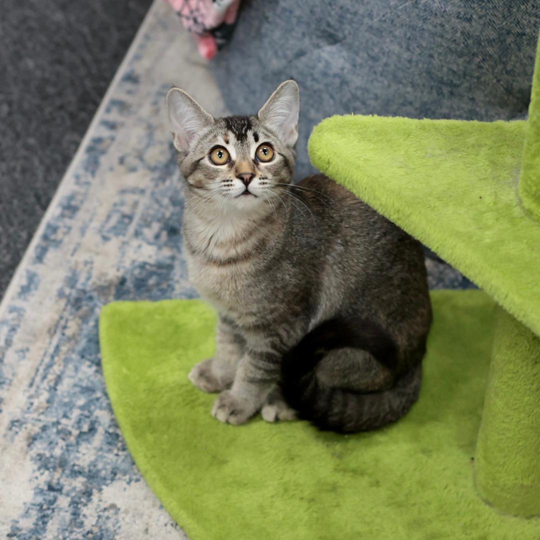 Enlarge Cagney, a Adoptable mixed breed in Morgan Hill, CA image 3/5