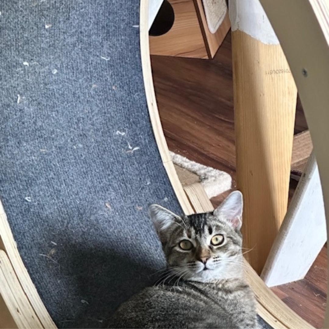 Enlarge Cagney, a Adoptable mixed breed in Morgan Hill, CA image 2/5