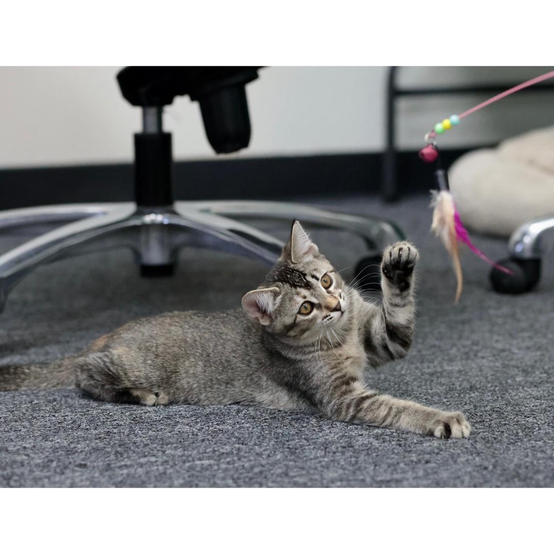 Enlarge Cagney, a Adoptable mixed breed in Morgan Hill, CA image 5/5