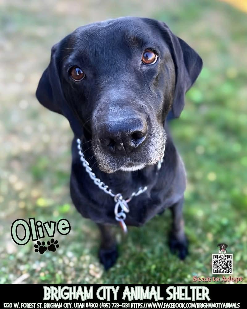 Enlarge Olive, a Adopted Black Labrador Retriever in Brigham City, UT image 1/1