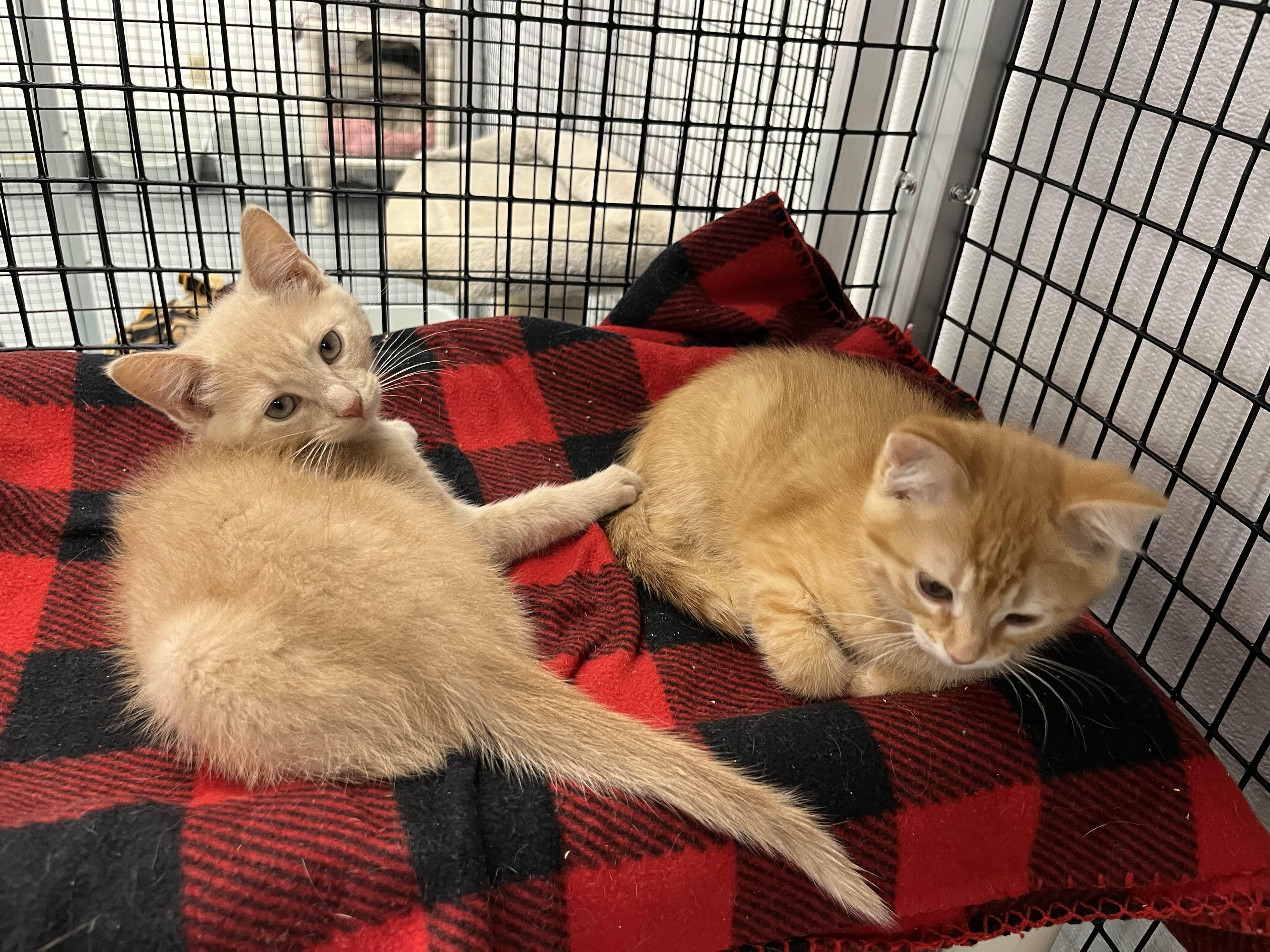 Desmond and Sawyer, Young Male unknown
