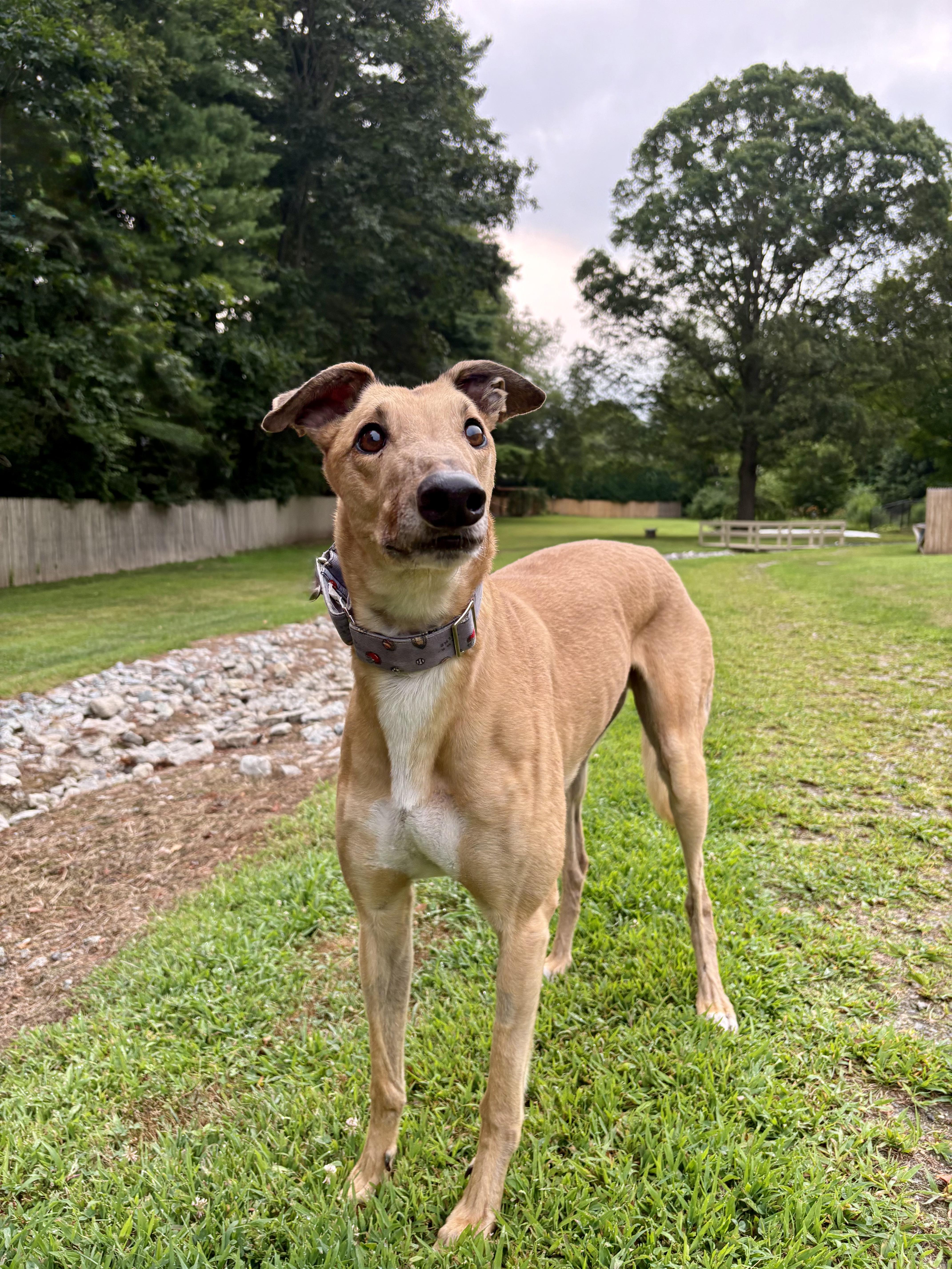 Joker, a Adopted Greyhound in Swanzey, NH image 1/4
