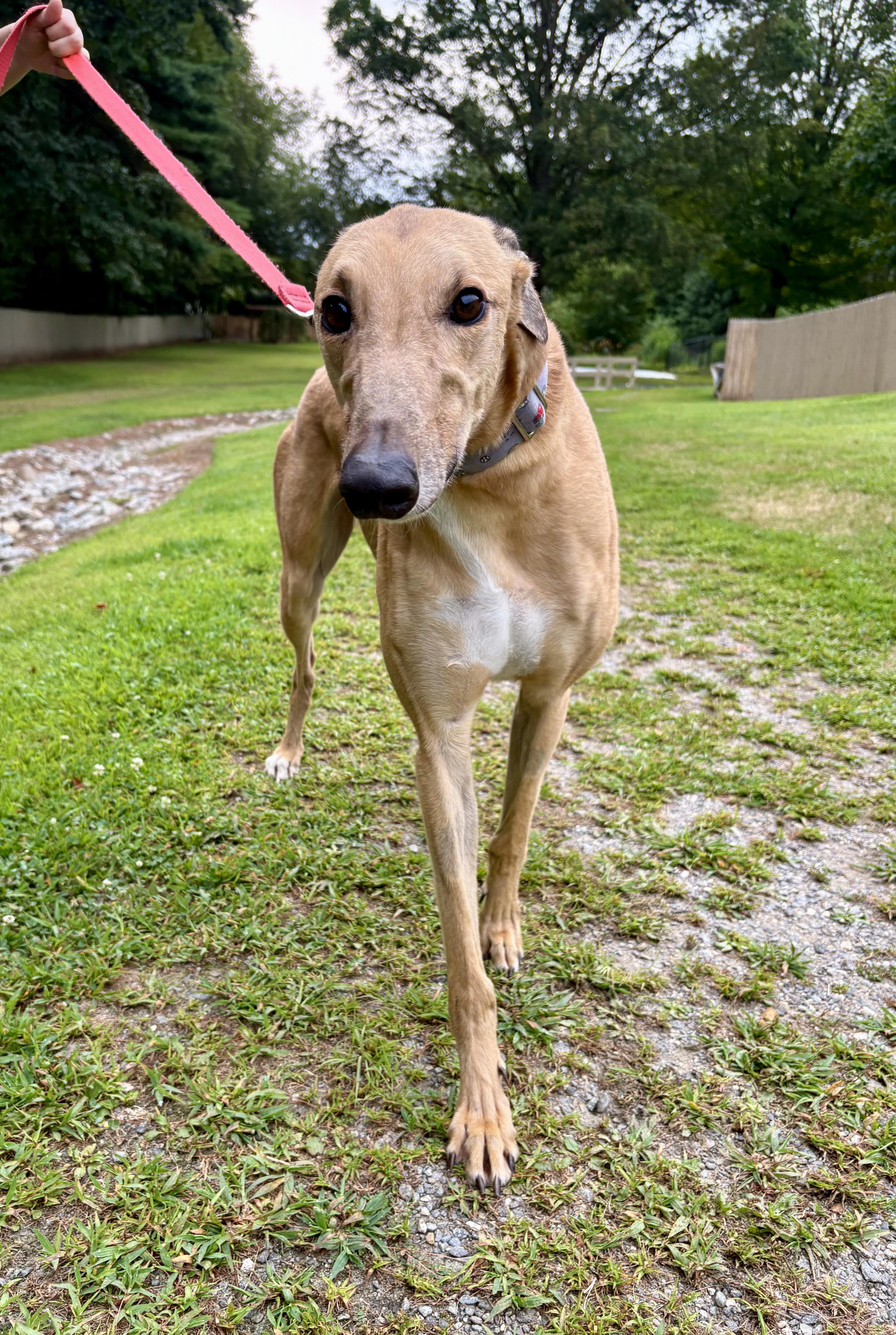 Joker, a Adopted Greyhound in Swanzey, NH image 3/4