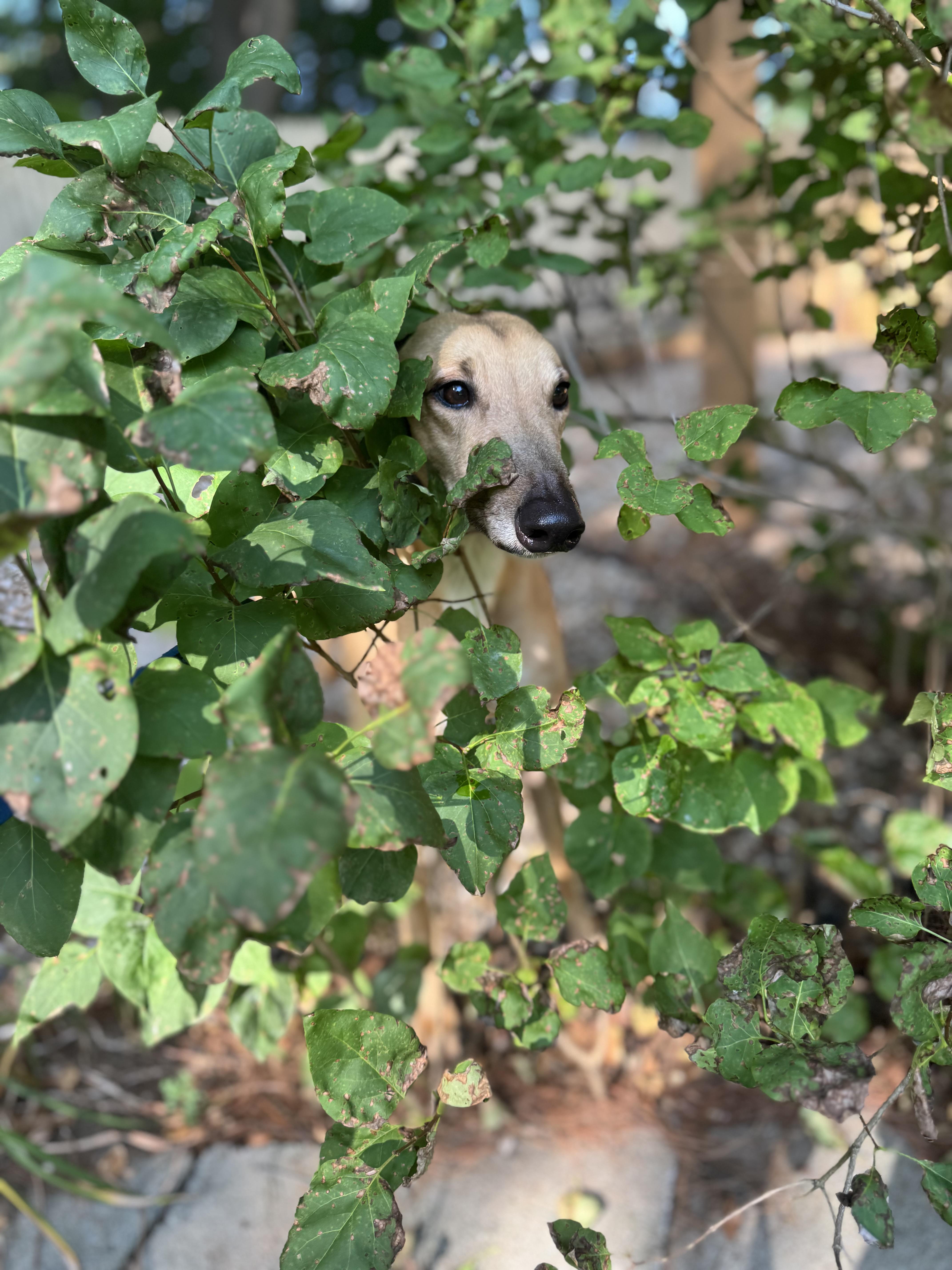 Joker, a Adopted Greyhound in Swanzey, NH image 2/4