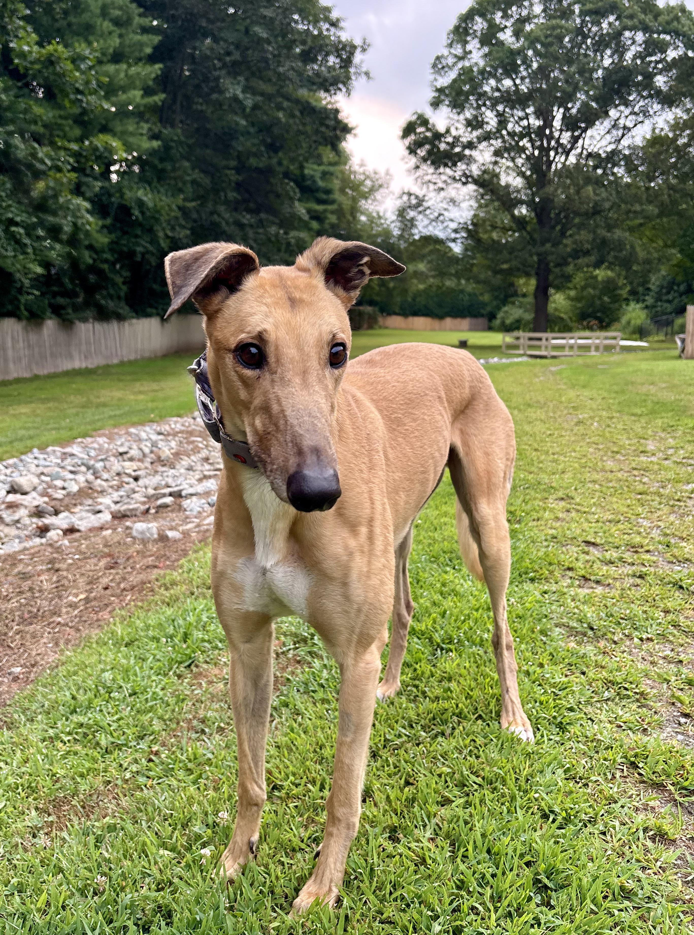 Joker, a Adopted Greyhound in Swanzey, NH image 4/4