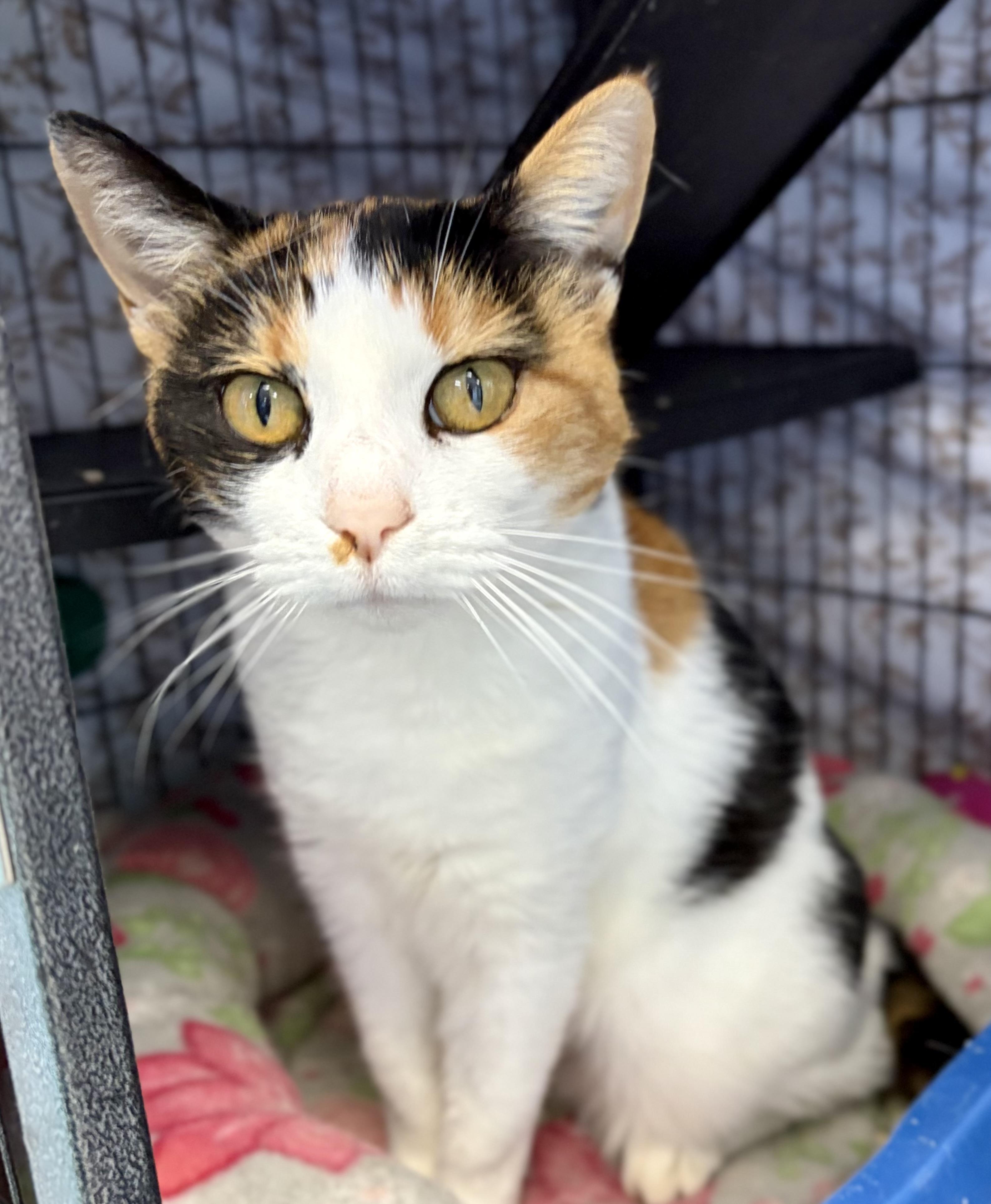 Enlarge Loretta, a Adoptable Domestic Short Hair in Bardstown, KY image 3/6