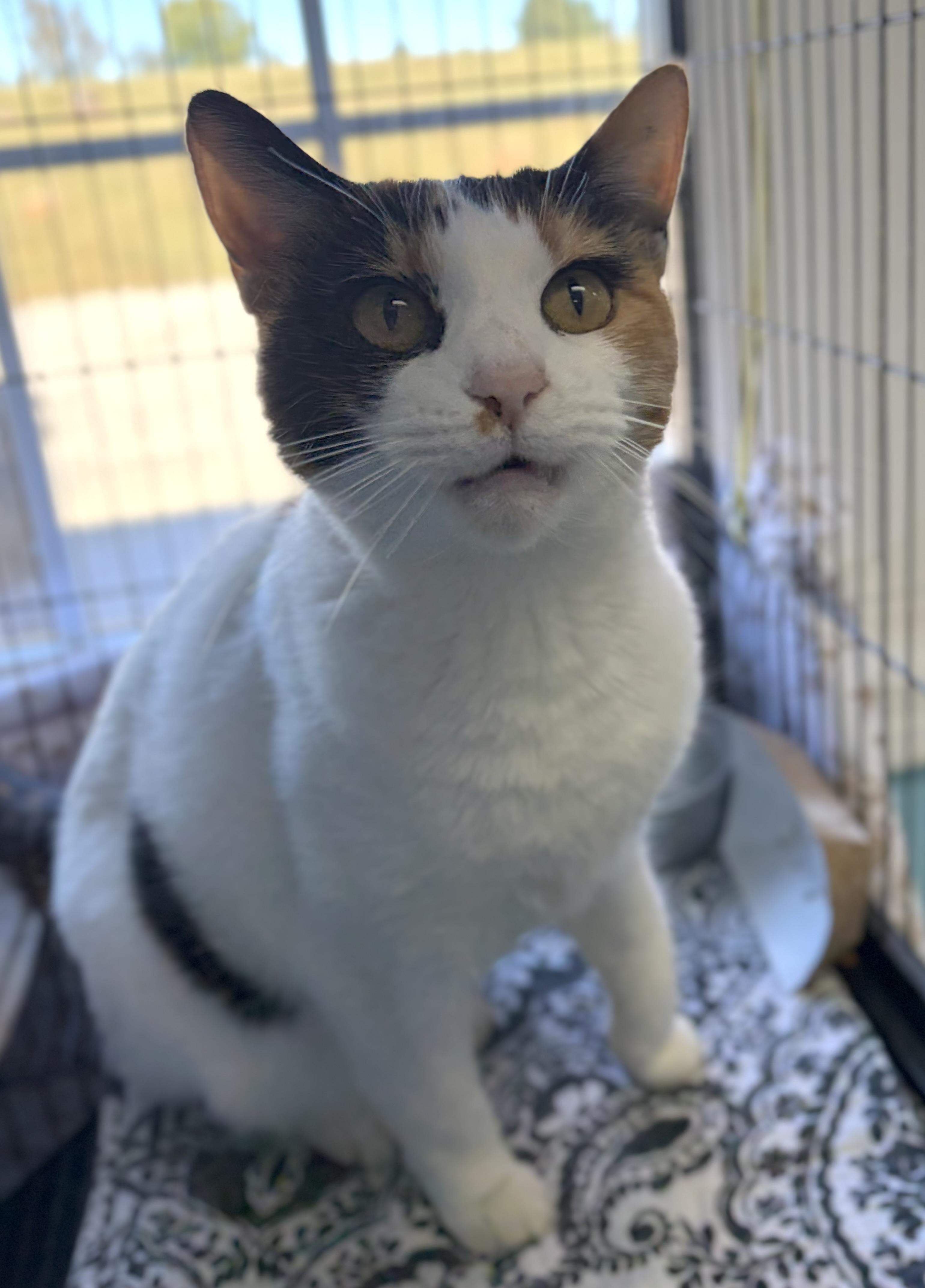 Enlarge Loretta, a Adoptable Domestic Short Hair in Bardstown, KY image 4/6