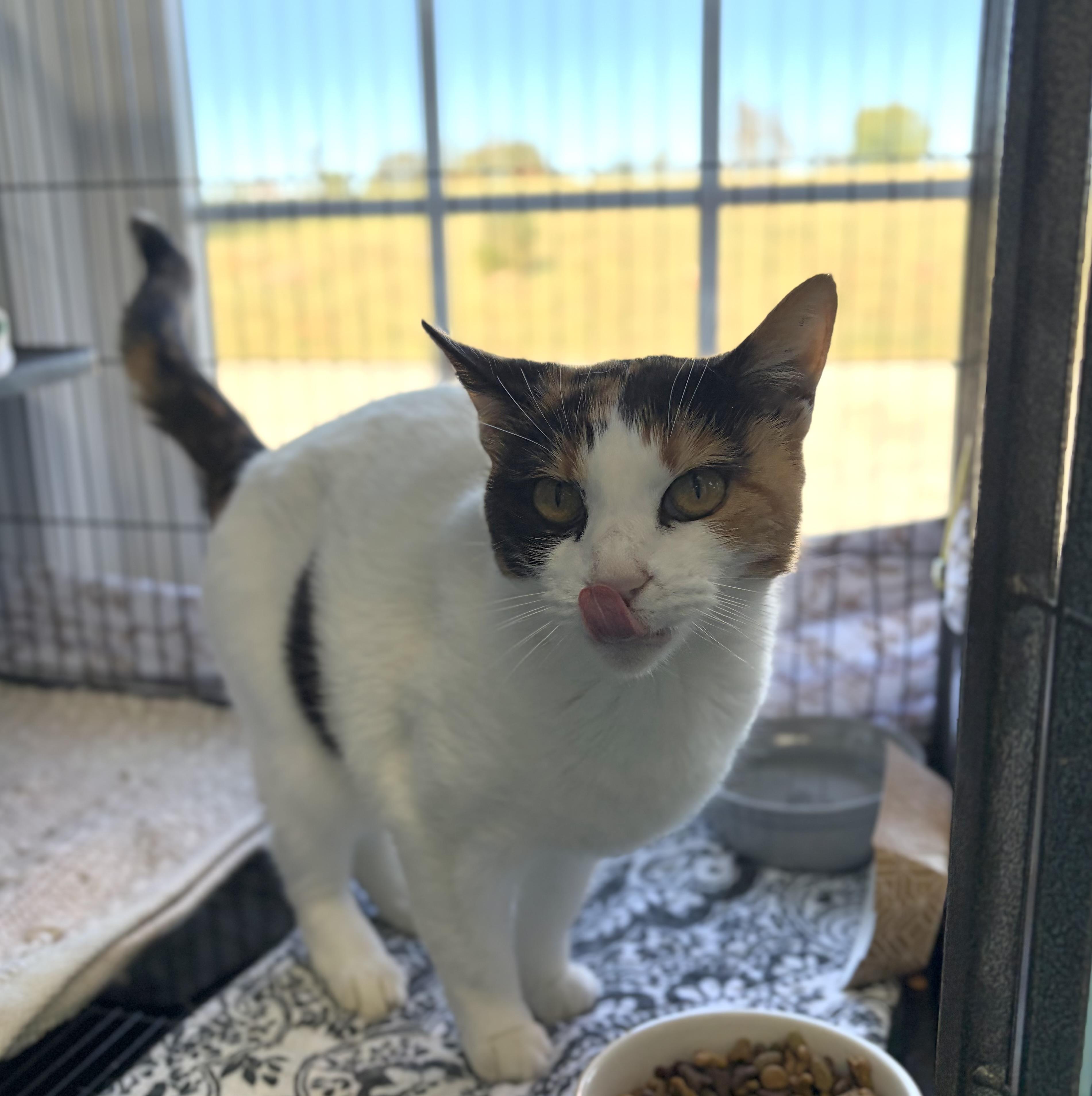 Enlarge Loretta, a Adoptable Domestic Short Hair in Bardstown, KY image 6/6